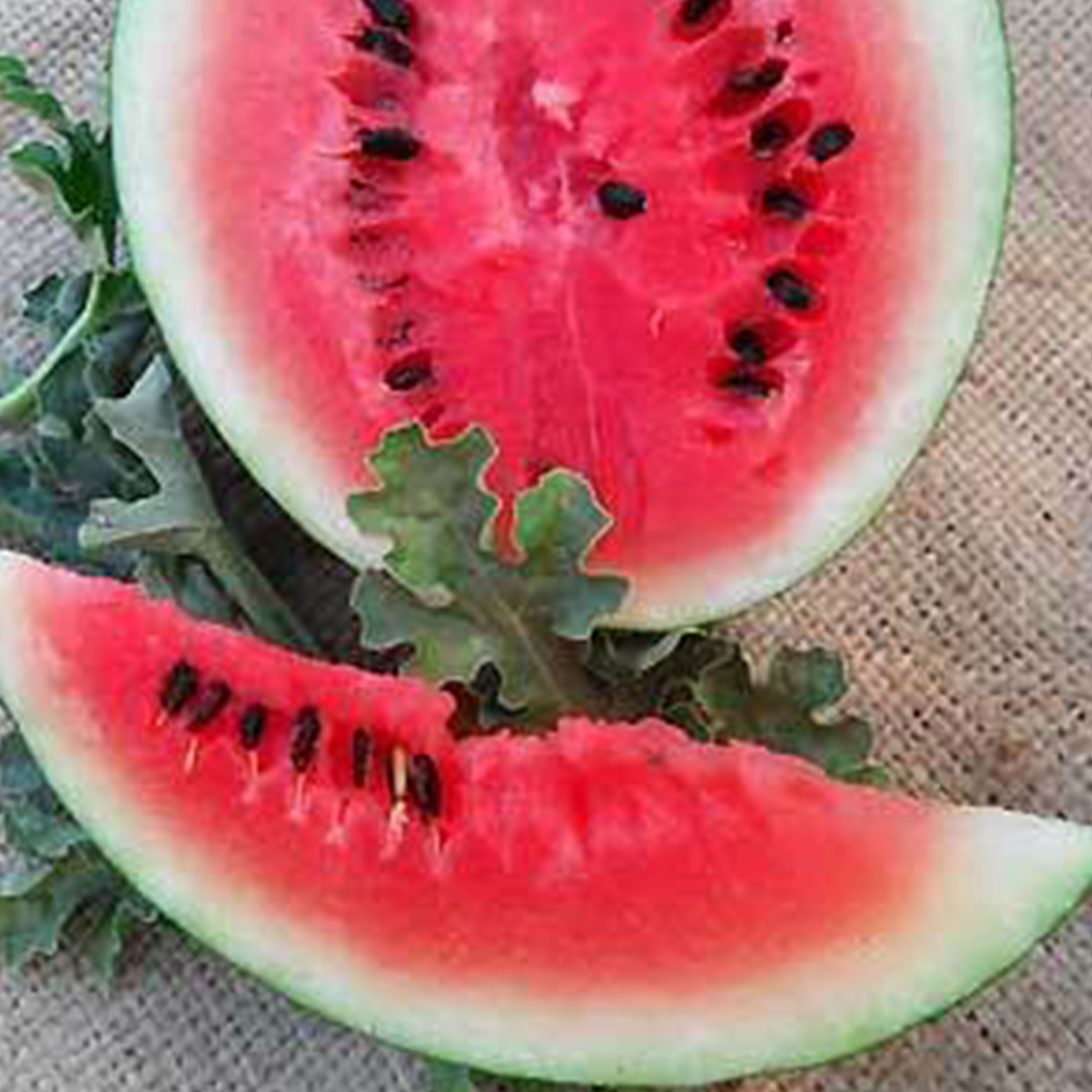 Organic Bush Sugar Baby Watermelon Seeds - 1 Lb ~5,600 Seeds - Non-GMO - Heirloom Fruit Seed - Buy Citrullus lanatus - Gardening