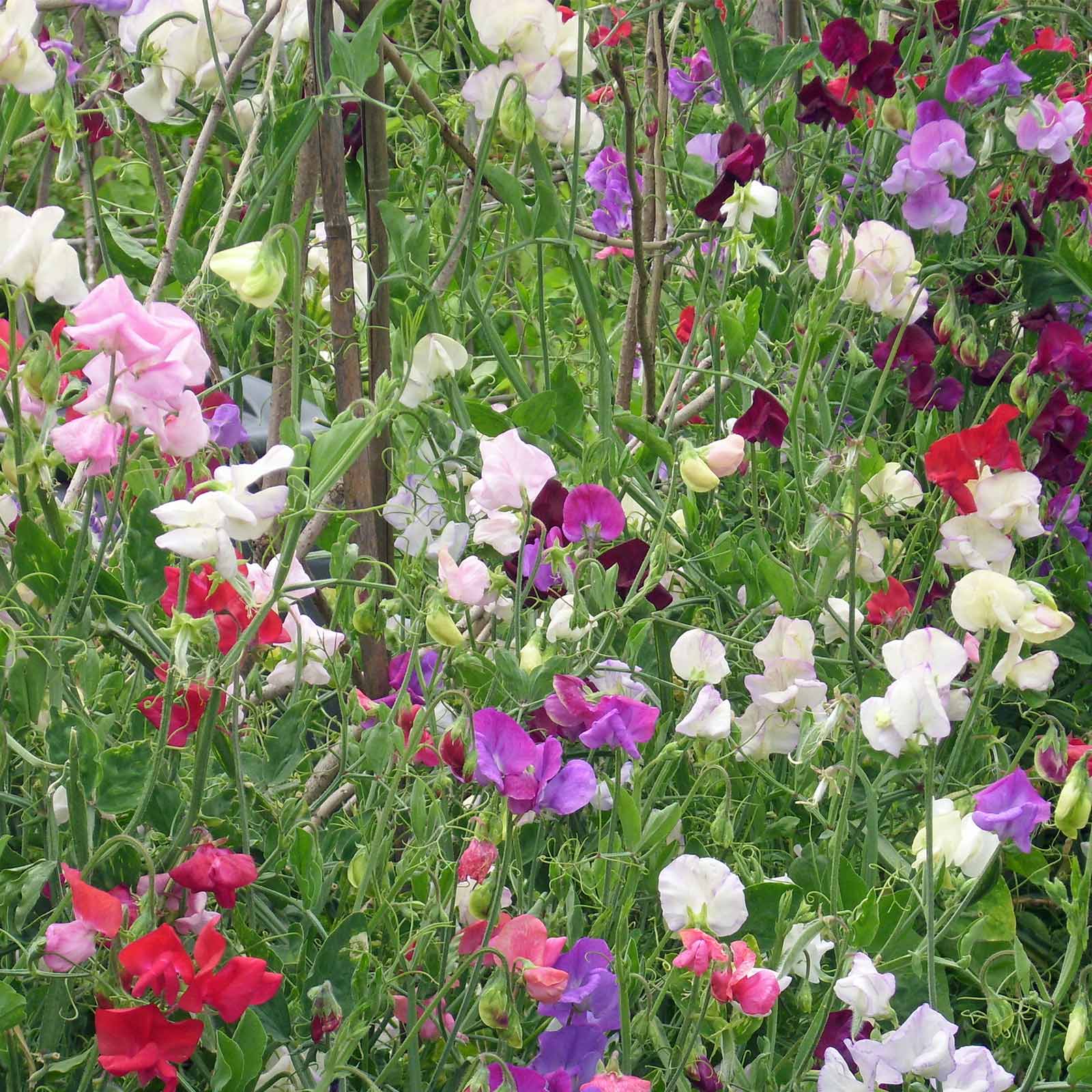 Knee High Mixture Sweet Pea Seeds - 1 Oz ~422 Seeds - Open Pollinated - Annual - Buy Non-GMO Lathyrus odoratus Best Online Seed 