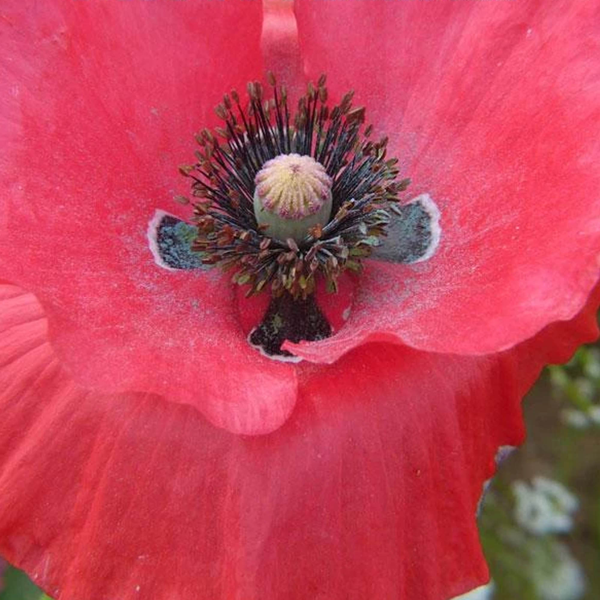 Poppy Power Pollinator Flower Mix Seeds - 0.25 Oz ~9,888 Seeds Open Pollinated - Buy Non-GMO Papaver somniferum Gardening Seeds 