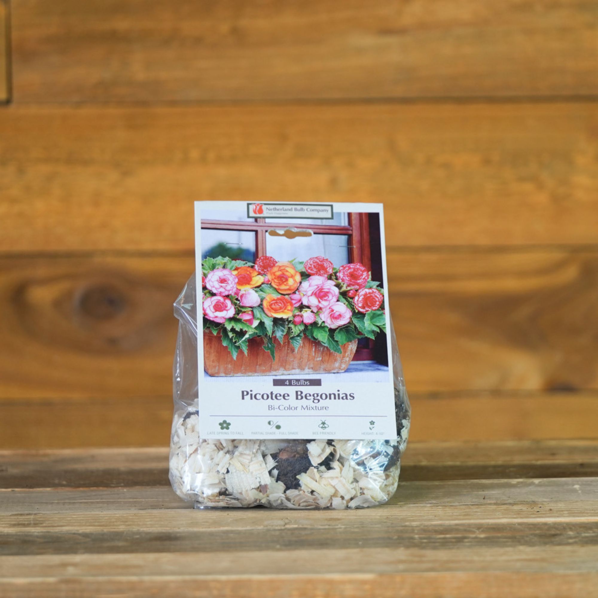 Begonia Flower Tuber Bulbs - Bi-Color Picotee Mix - Set of 4 Bulbs - Begonia Ã— tuberhybrida - Pink, Orange, Red & White - Hy