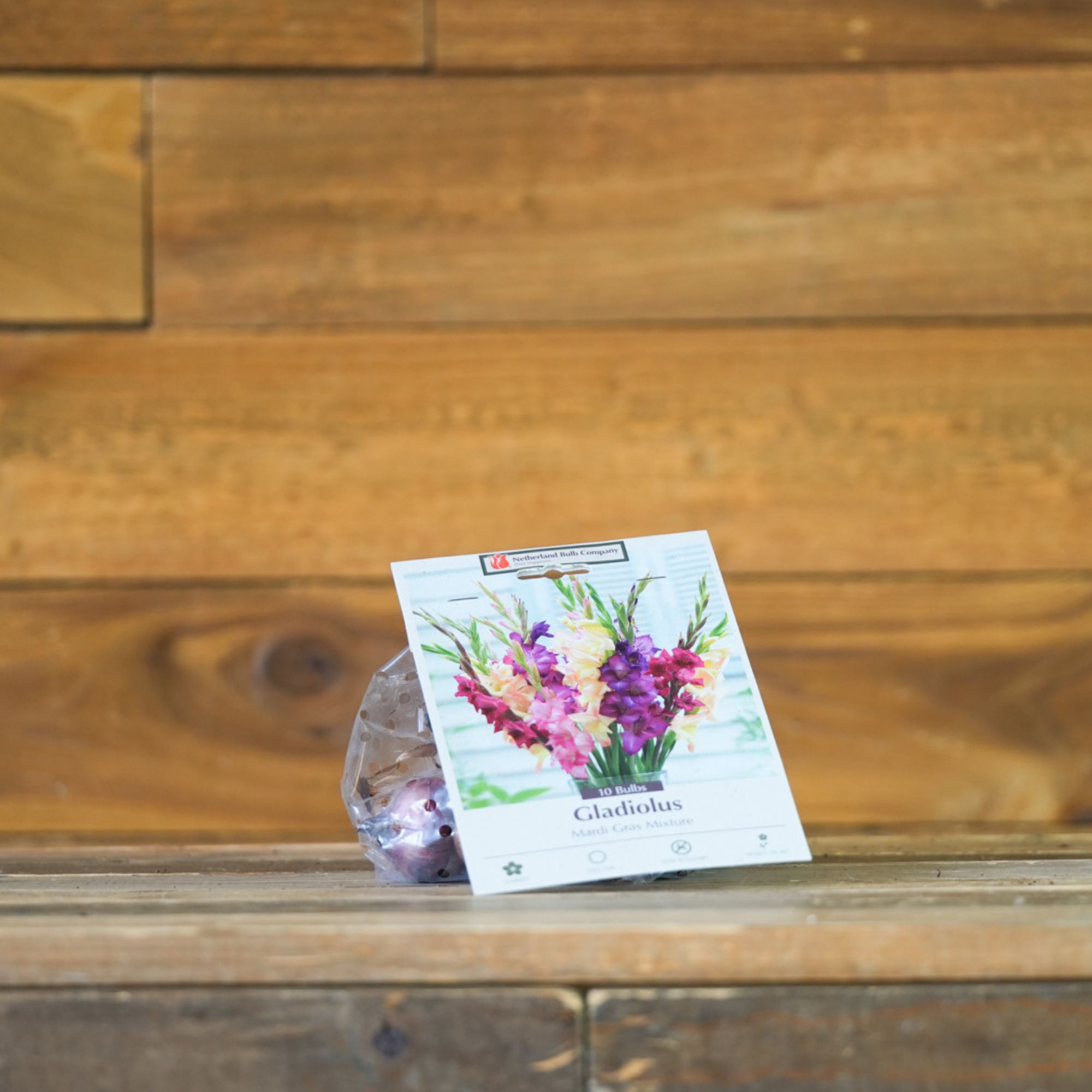 Gladiolus Flower Bulbs - Mardi Gras Mix - Set of 10 Bulbs - Purple, Red, Yellow, Orange & Pink - Non-GMO Hybrid Flower Starts fo