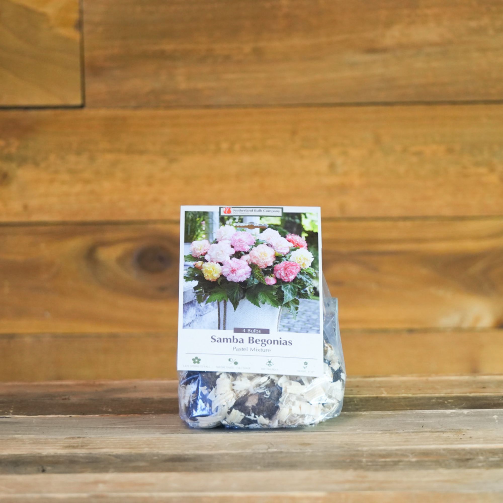 Begonia Flower Tuber Bulbs - Samba Pastel Mix - Set of 4 Bulbs - Begonia Ã— tuberhybrida - Pink, Yellow, Peach & White - Grow