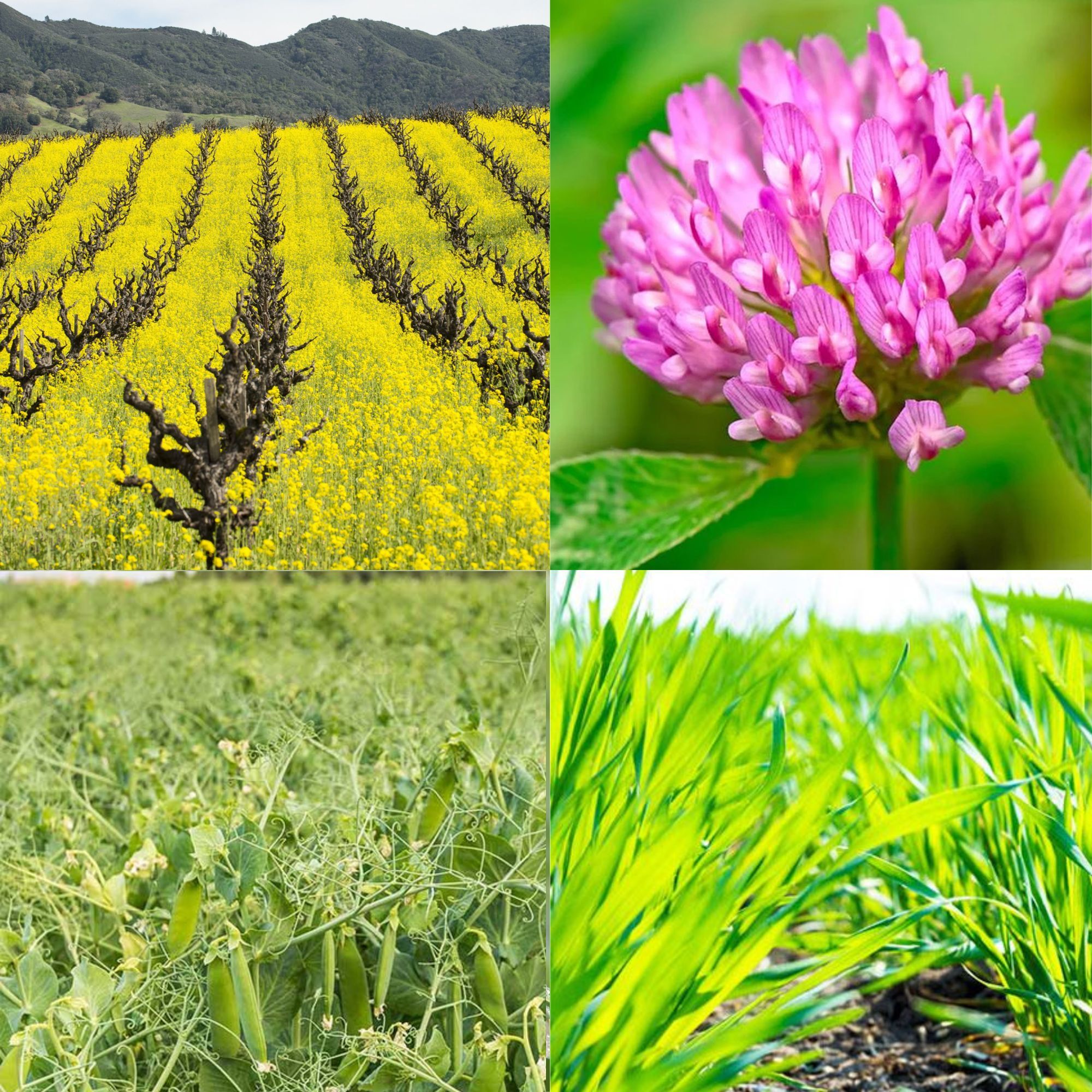 Spring Mix Cover Crop Seed - 25 lb ~240,000 Seeds - Buy Non GMO - Heirloom - Annual - Mixed Species - Home & Garden Seeds Online