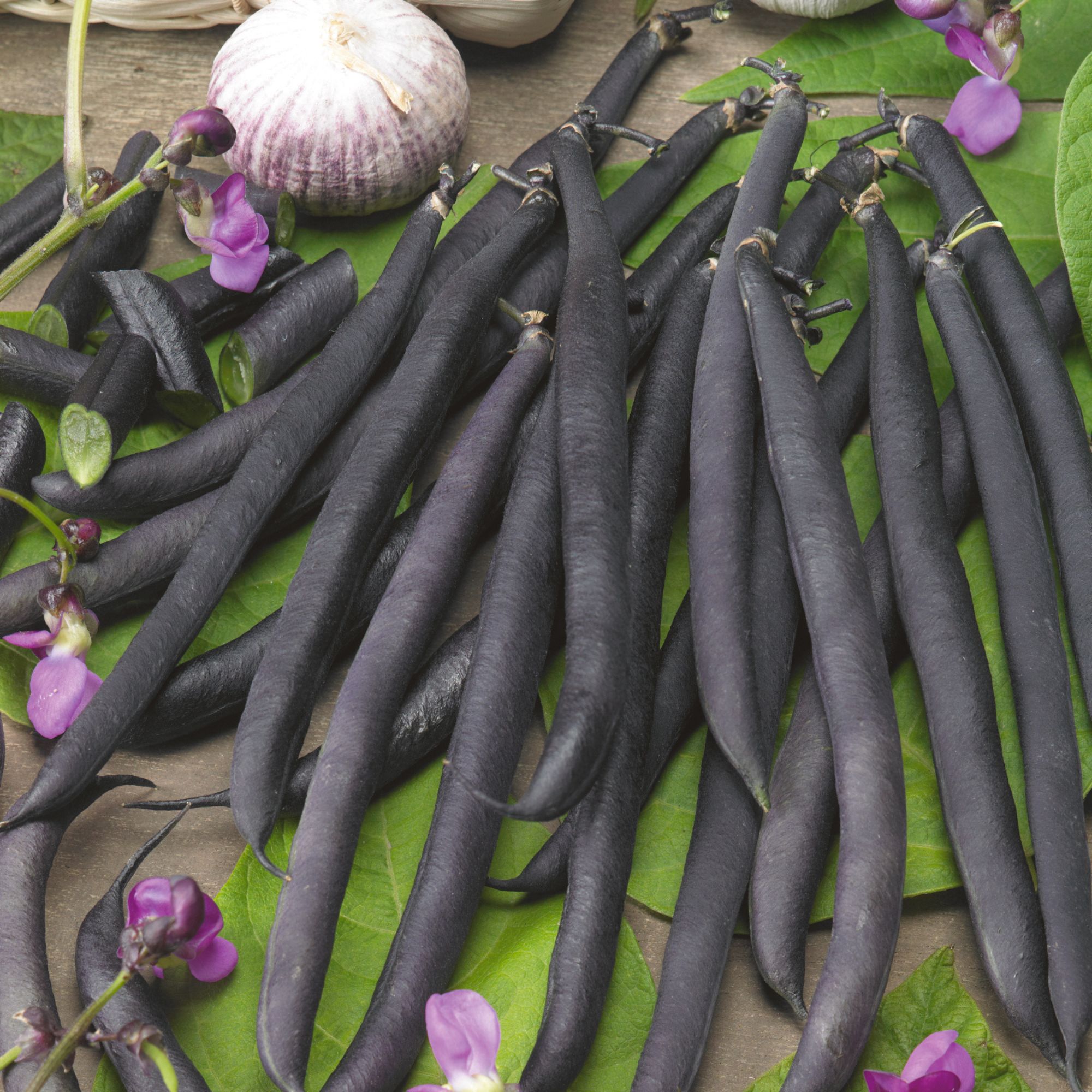 Purple French Filet Pole Bean Seeds - 4 Oz ~336 Seeds - Heirloom - Non-GMO - Annual - Phaseolus vulgaris - Farm & Gardening Seed