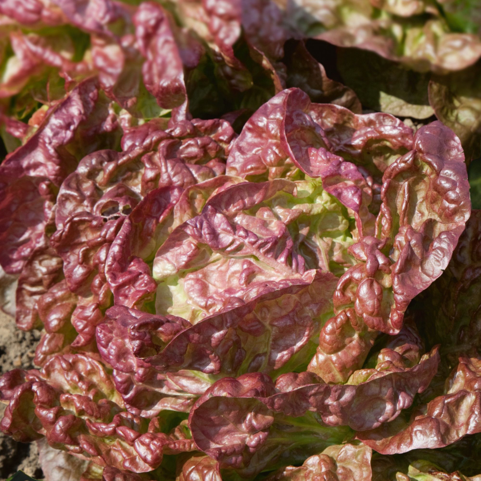 Sweet Valentine Romaine Lettuce Seeds - 1 Lb ~480,160 Seeds - Annual - Heirloom - Buy Non-GMO - Lactuca sativa Farm & Gardening 