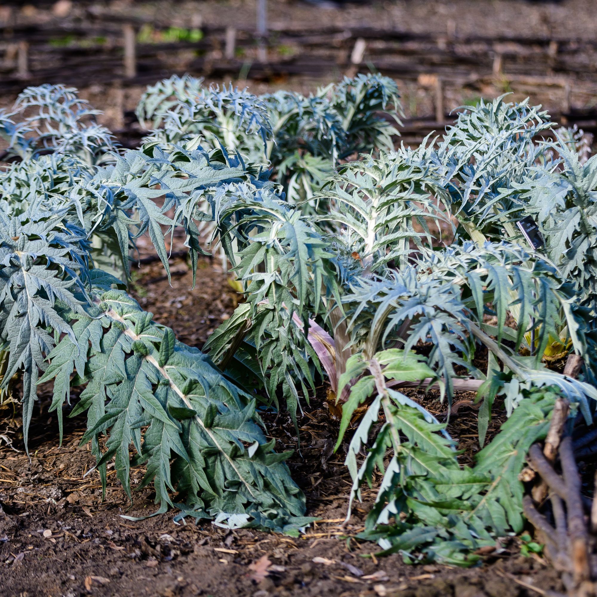 Cardoon Seeds - 1 Lb ~8,000 Seeds- Garden Vegetable -Non-GMO, Heirloom - Buy Non-GMO Cynara cardunculus Farm & Gardening Seeds O