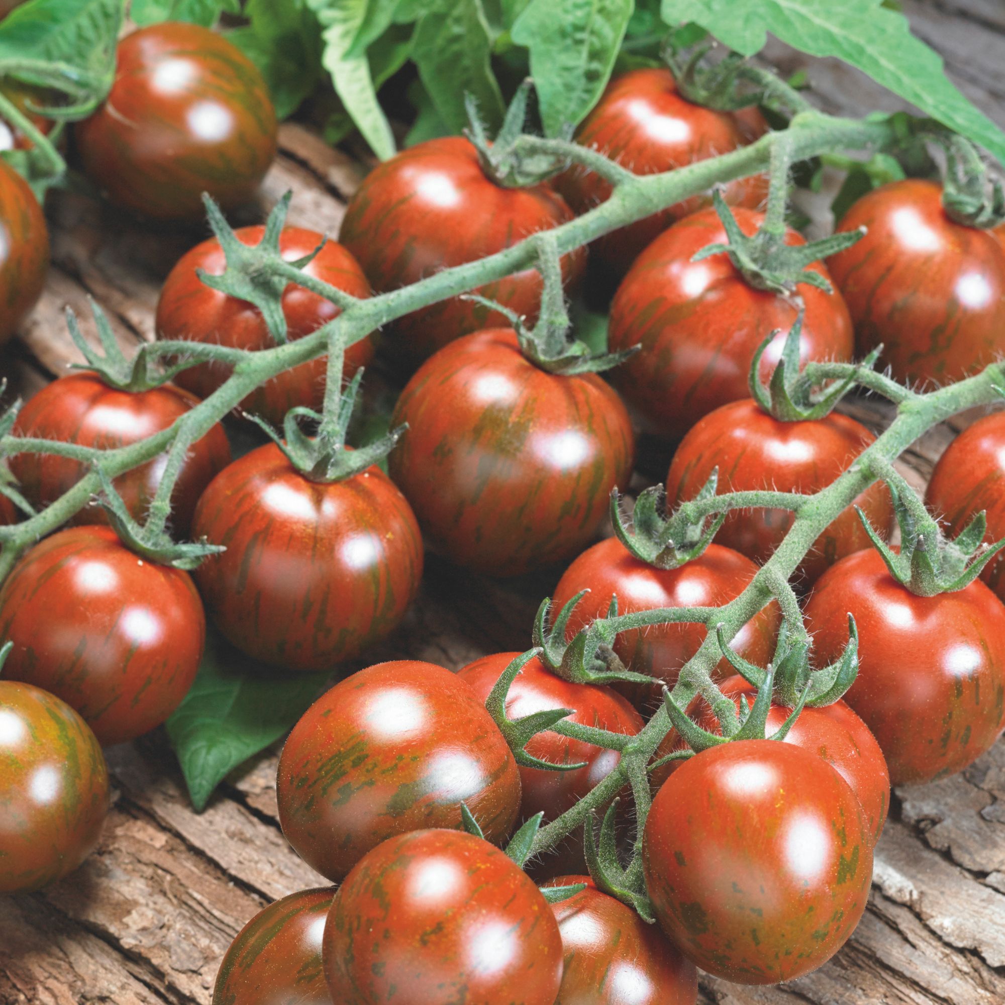 Purple Bumble Bee Tomato Seed - 1 Oz ~14,859 Seeds - Heirloom - Buy Non-GMO - Annual Solanum lycopersicum Farm, Home & Gardening