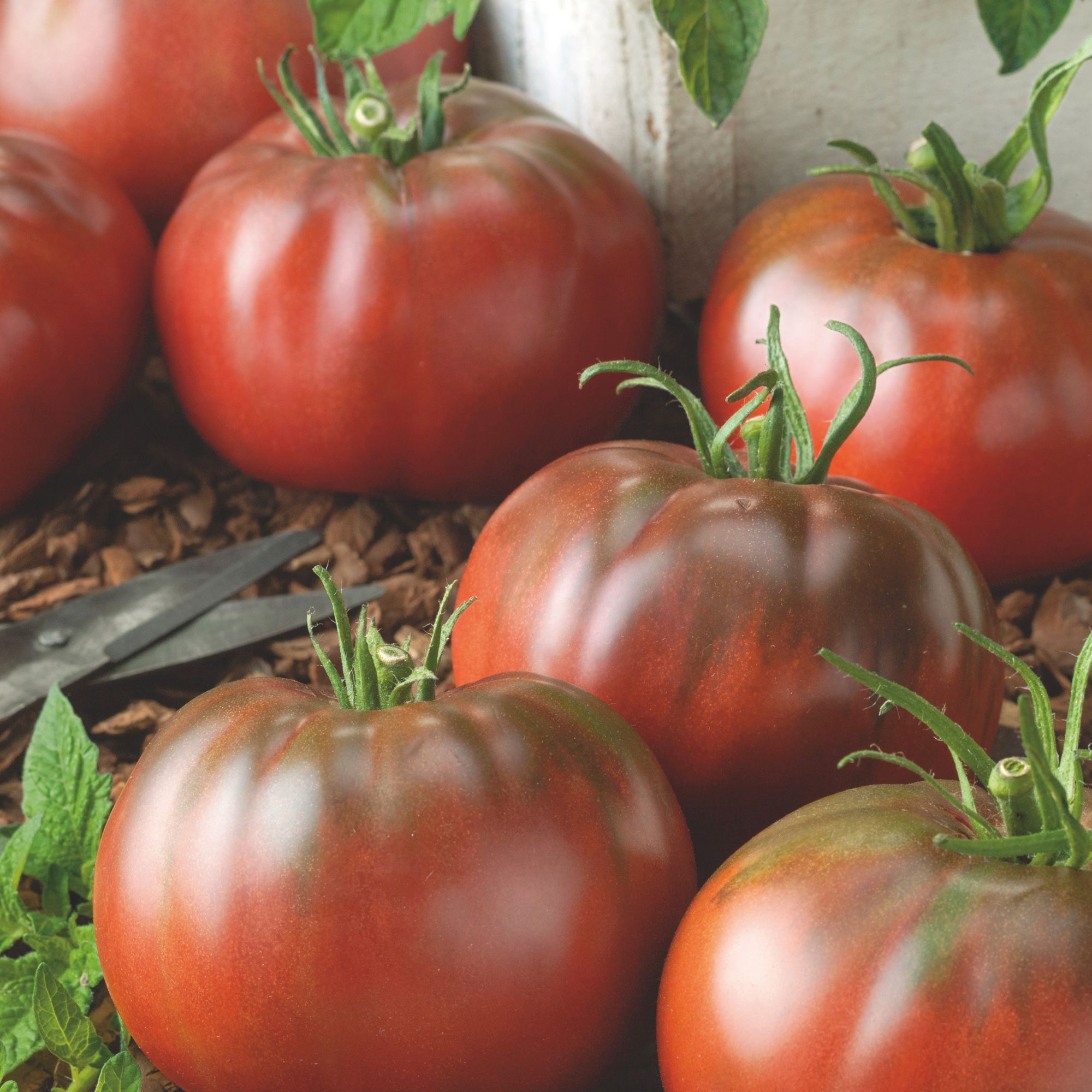 Tasmanian Chocolate Salad Tomato Seeds - 1 Oz ~11,950 Seeds - Heirloom - Buy Non-GMO - Annual - Solanum lycopersicum Farm & Gard
