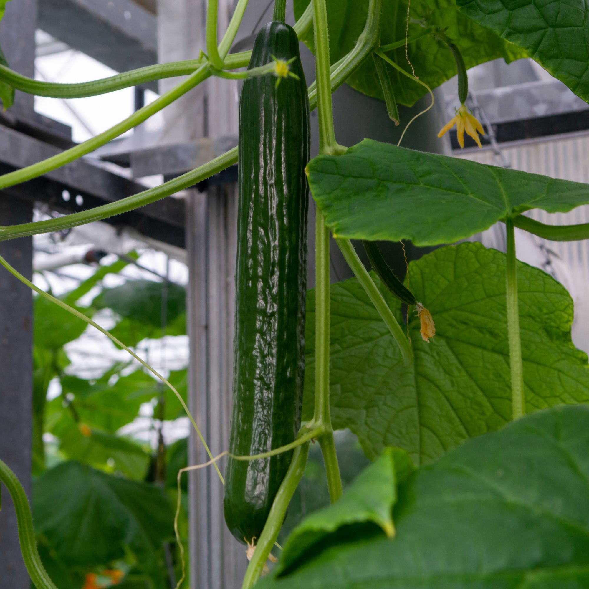 Cucumber Seeds - China Long - Hybrid -1 Oz ~1100 Seeds - Non-GMO, F1 Hybrid - Asian Garden Vegetable