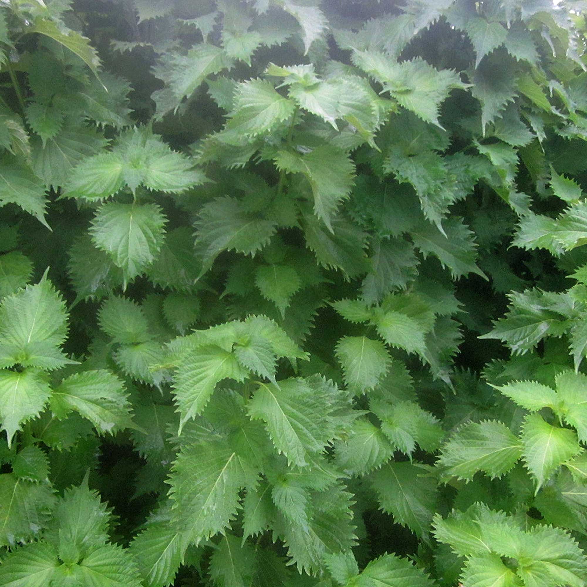 Shiso Herb Gardening Seeds (Perilla) - Green Ohba Ao Shiso -5 Lb Bulk ~1344000 Seeds - Non-GMO, Heirloom - Microgreens & Asian H