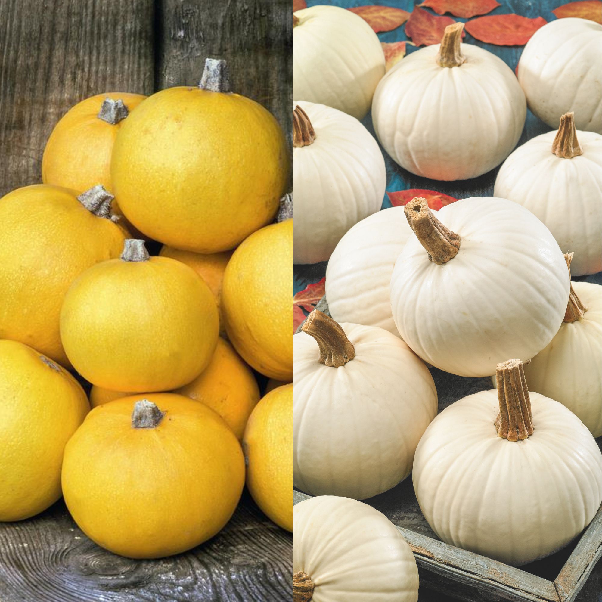 Autumn Moon & Ghoulie Mixed Pumpkin Seeds - 1 Oz ~230 Seeds - Heirloom - Buy Non-GMO - Annual - Cucurbita sp. Farm, Home & Garde