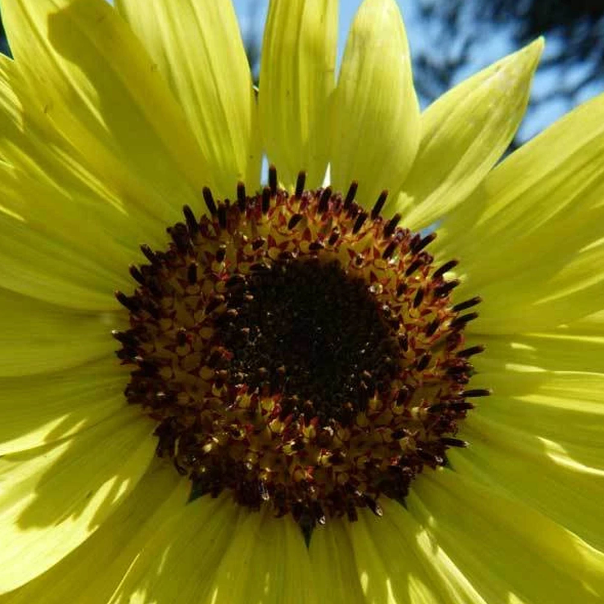 Organic Lemon Queen Sunflower Seeds 1 Oz ~675 Seeds - Buy Non-GMO - Annual - Open Pollinated -Helianthus annuus Farm & Gardening