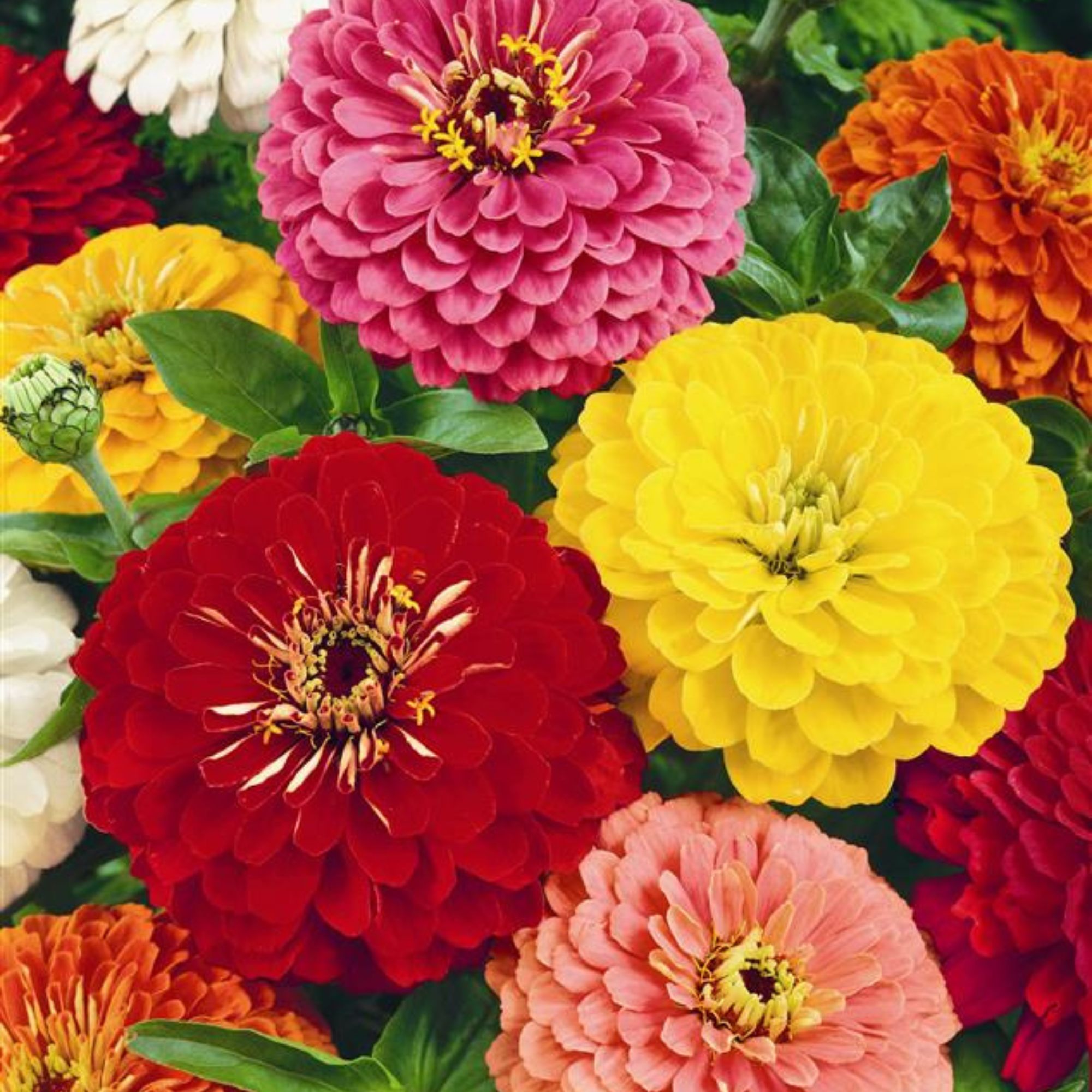 Organic Zinnia Flower Seeds - Cut and Come Again - 1 Lb ~85,552 Seeds - Buy Non-GMO, Heirloom, Home, Farm & Garden Bulk Seeds On