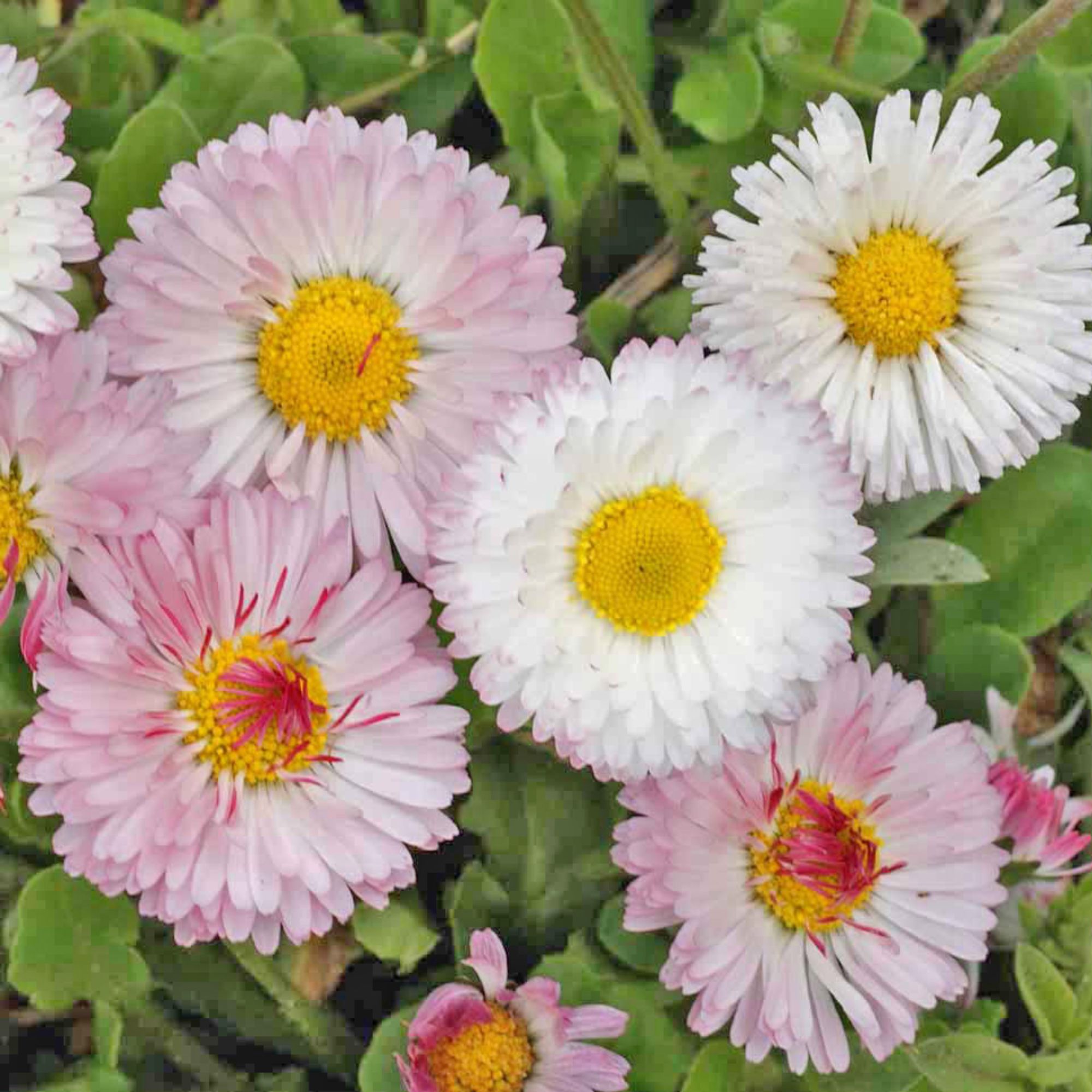 Bellis (English Daisy) - Mixed Seeds - - 0.25 Oz ~292,000 Seeds - Flower Mix - Buy Bulk Non-GMO Bellis Perennis Home, Farm & Gar