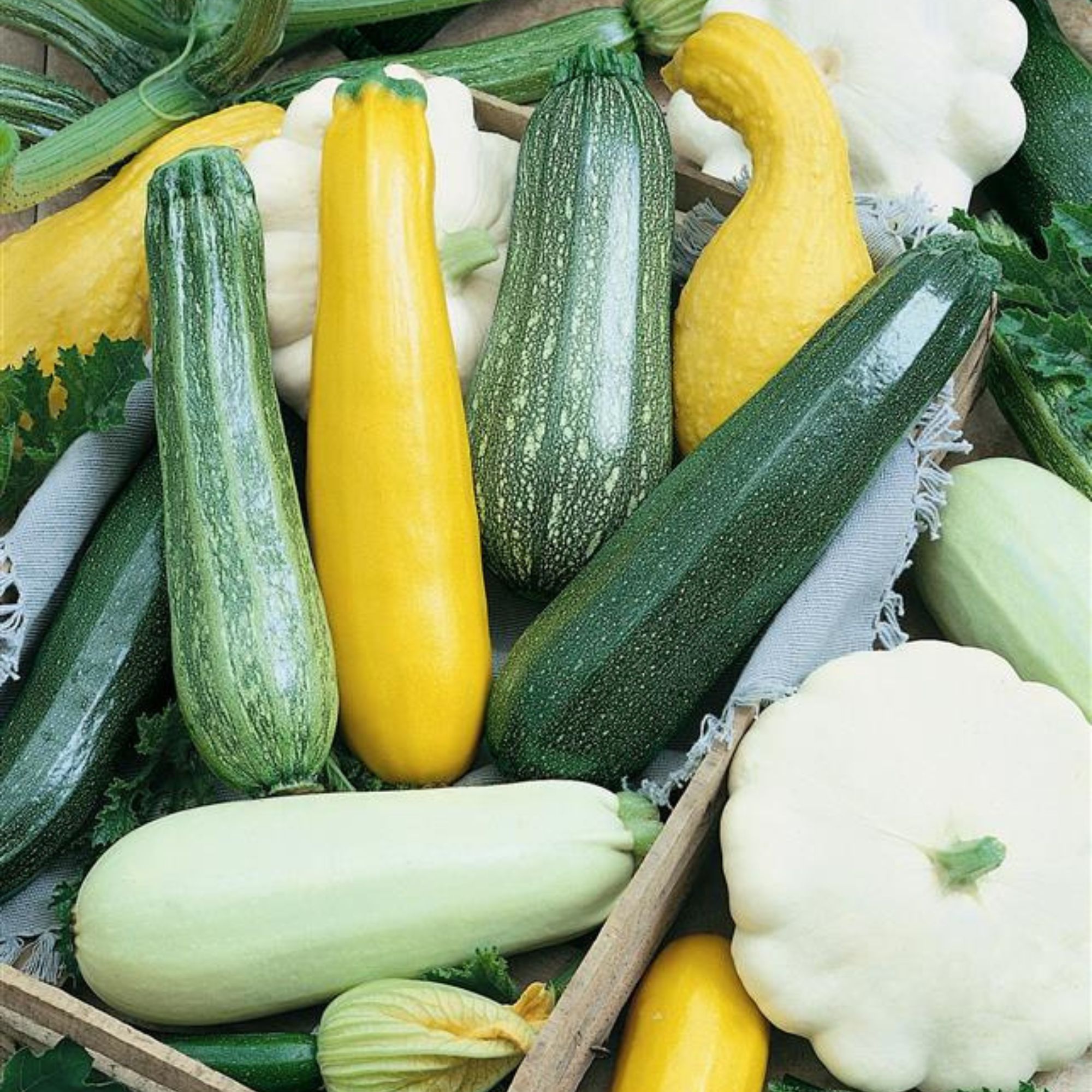 Summer Melody Blend Summer Squash Seeds - 4 Oz - Vegetable Garden