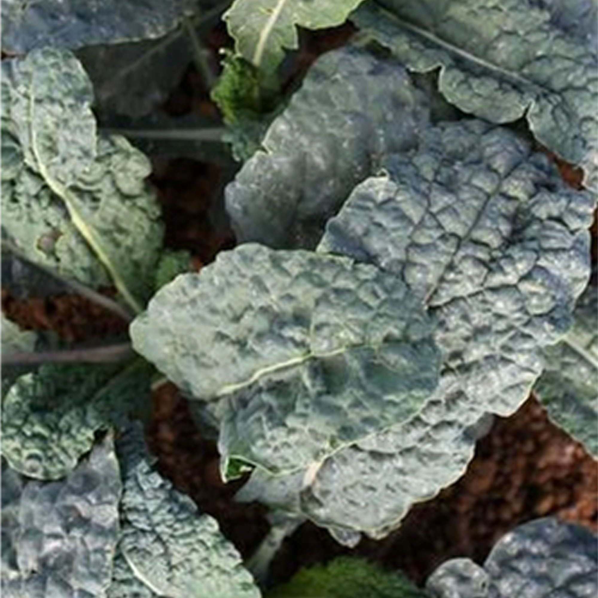 Organic Black Magic Kale Vegetable Seeds - 2g Packet - Buy NON-GMO Open-Pollinated Brassica oleracea var. sabellica Farm and Gar