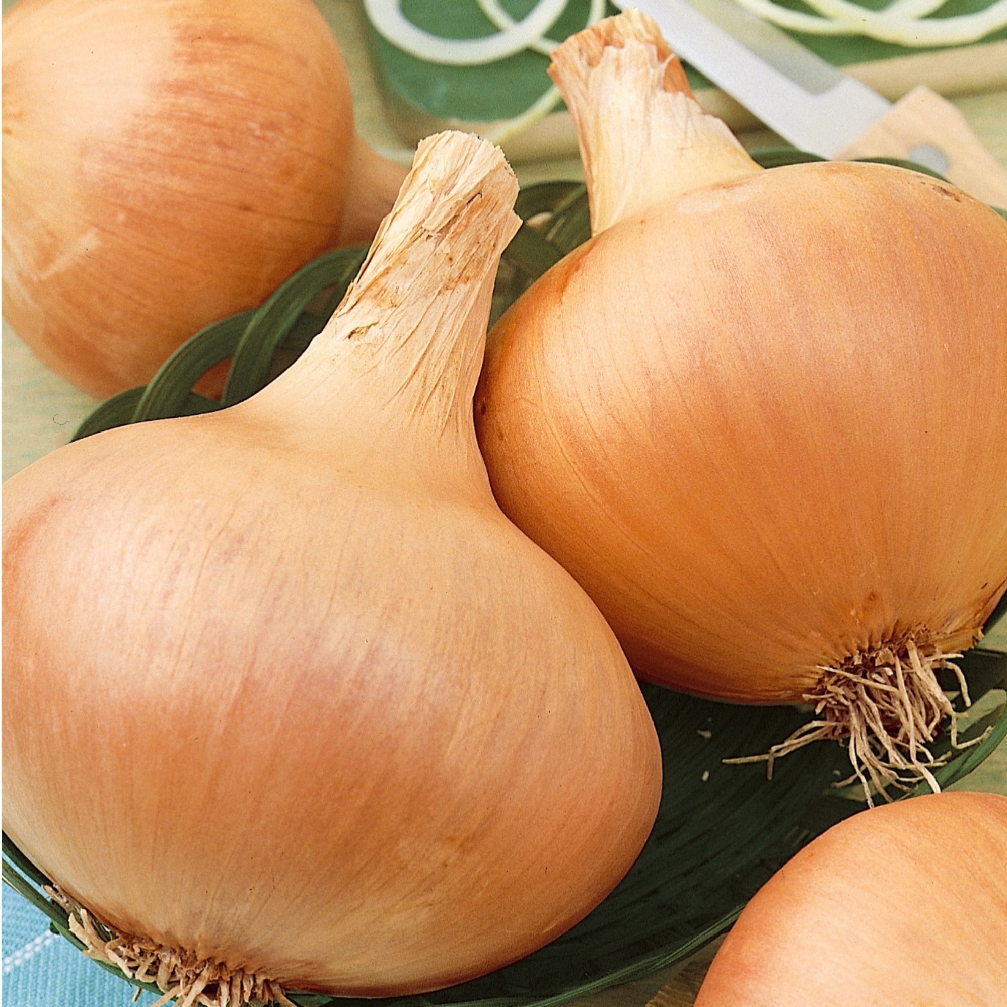 Texas Grano 502 Onion Seeds - Short Day - 4 oz - Buy Non-GMO Annual Open-Pollinated Heirloom Allium cepa Farm and Garden Seed On