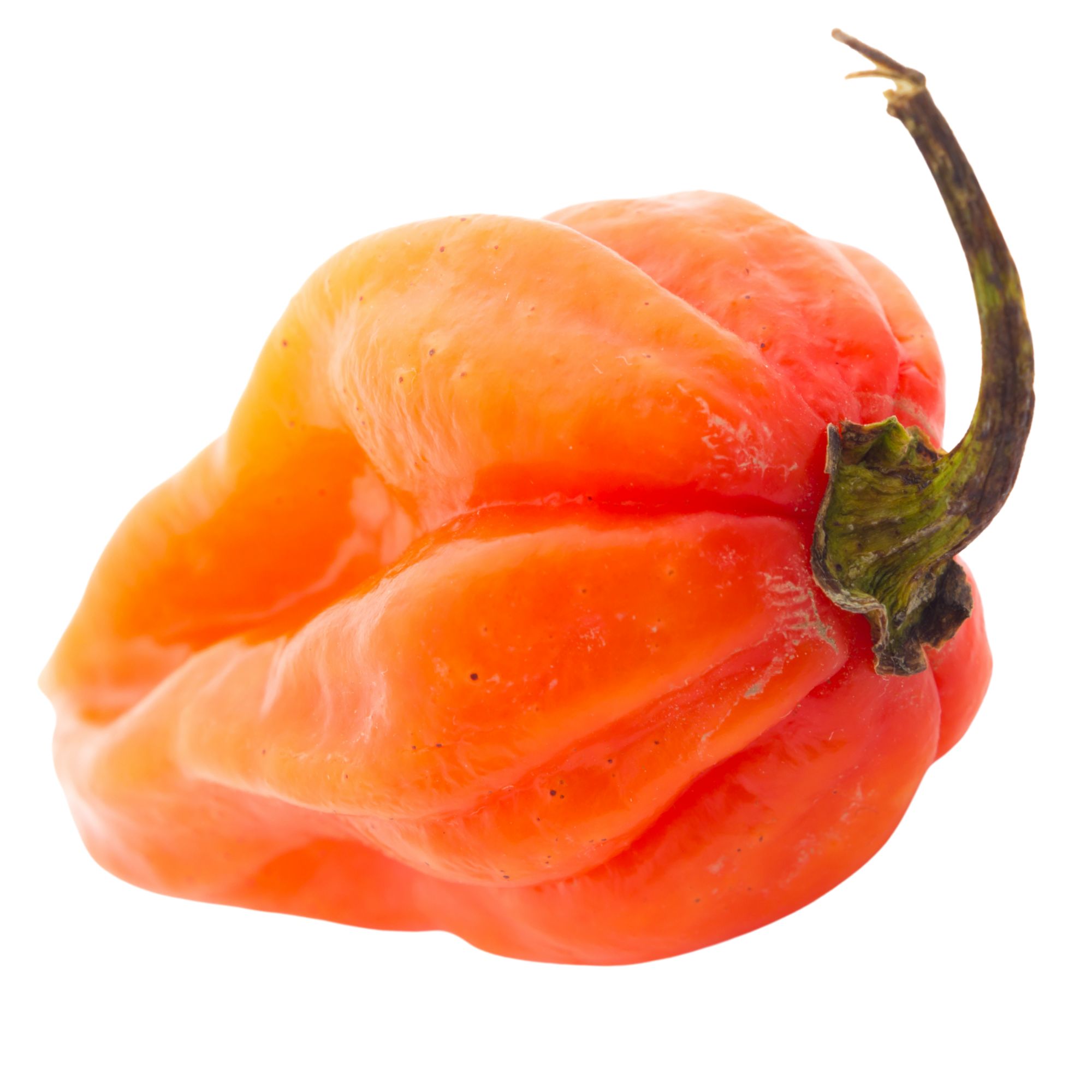 Orange Scotch Bonnet Pepper Seeds - 1 Oz ~8,167 Seeds, Non-GMO, Farm - Buy Bulk Non-GMO Capsicum chinense Farm & Gardening Seeds