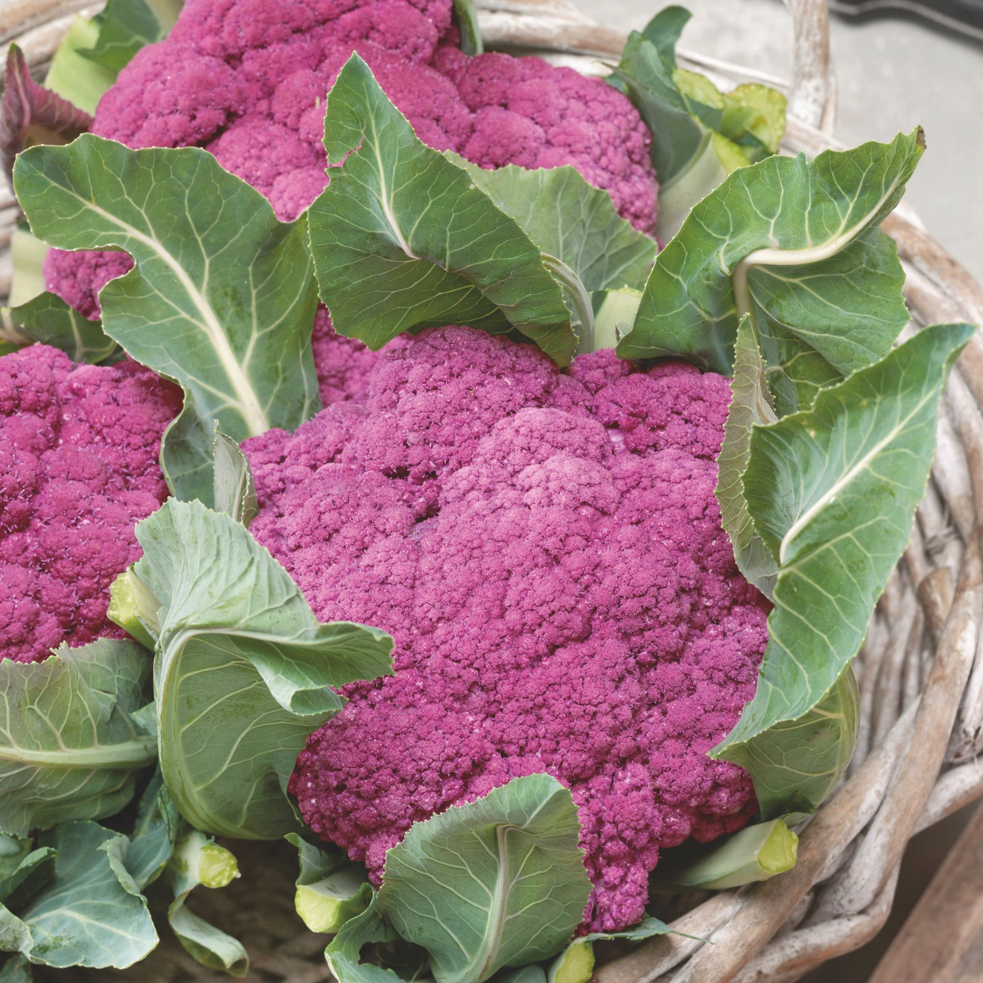 Cauliflower Seeds - Violet Queen 2g Packet ~ Seeds - NON-GMO - Open Pollinated - Annual Brassica oleracea var. botrytis Farm, Ho