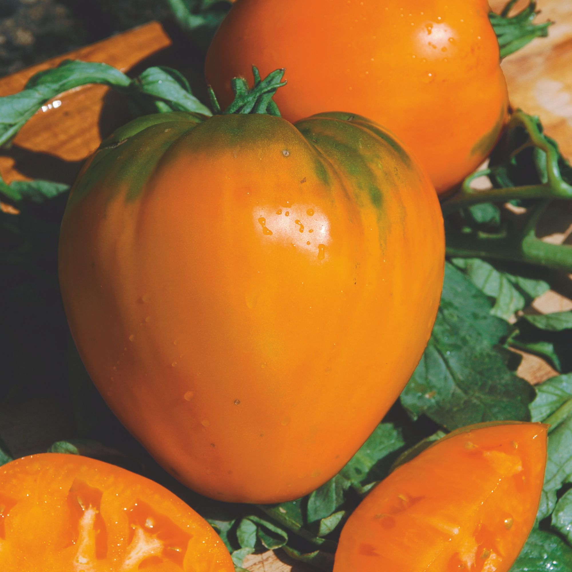 German Orange Strawberry Tomato Seeds - Paste - Indeterminate - 250mg Packet - Buy Non-GMO Open-Pollinated Heirloom Solanum lyco