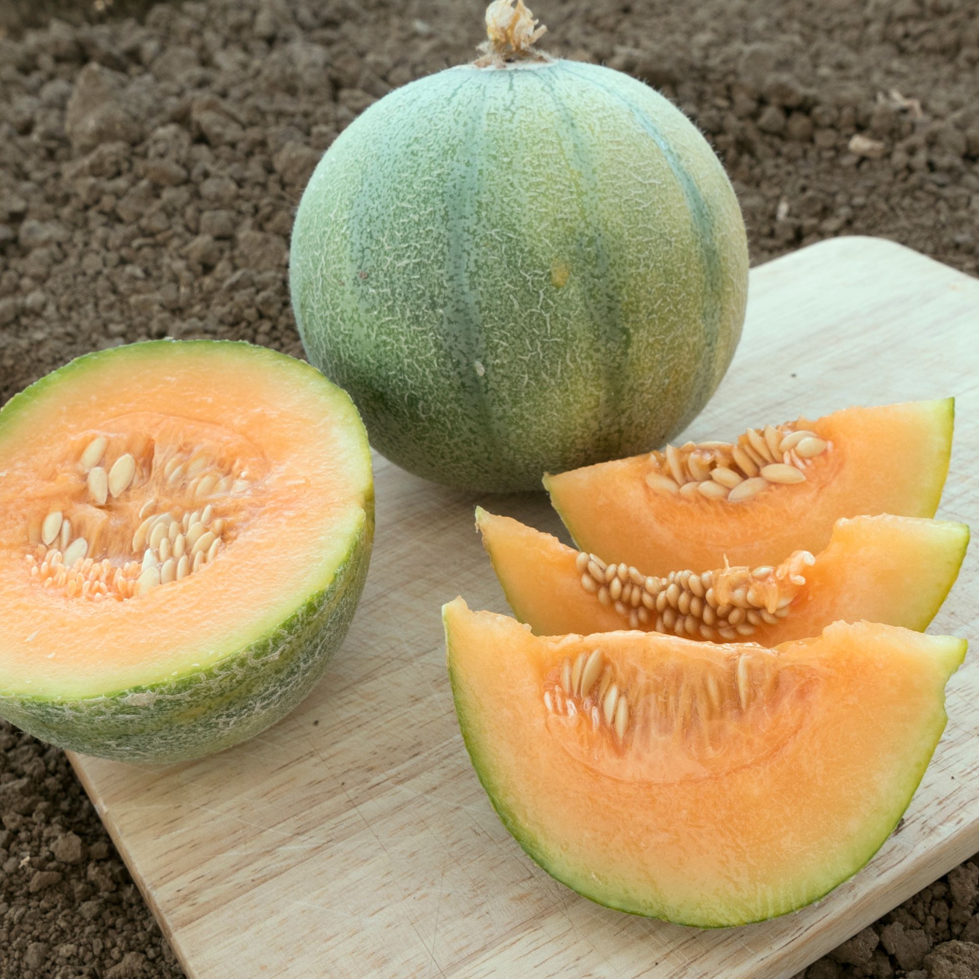 Organic Minnesota Midget Cantaloupe Melon Seeds - 4 oz - Buy Non-GMO Open-Pollinated Heirloom Cucumis melo Farm and Garden Seed 