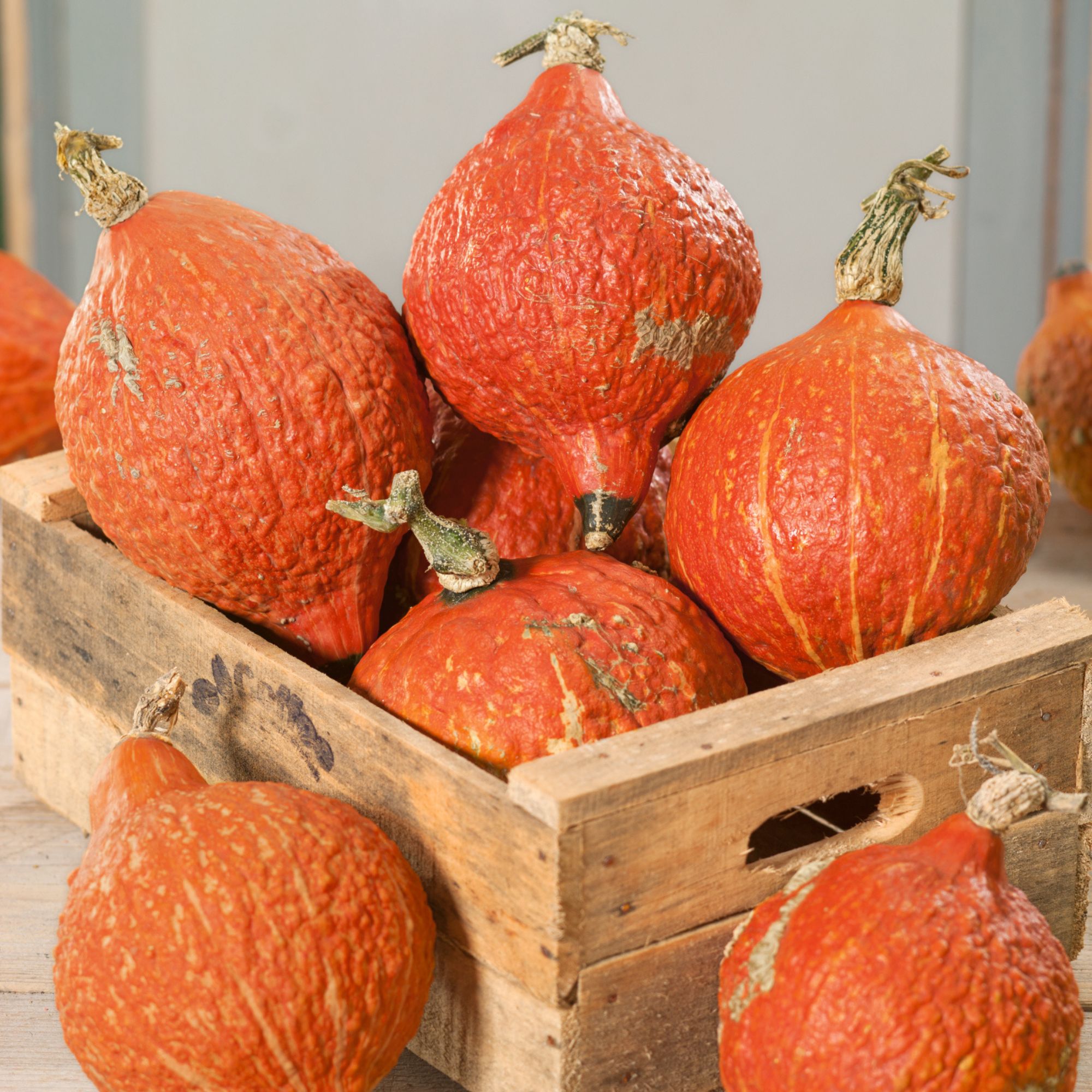 Golden Hubbard Winter Squash Seeds - 1 oz - Buy Non-GMO Open-Pollinated Heirloom Cucurbita maxima Farm and Garden Seeds - Bulk A