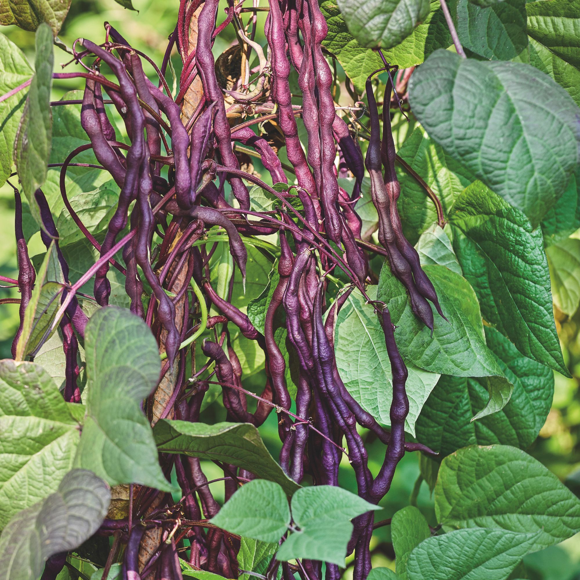 Yard Long Bean Seeds - Black (Organic) 1 lb ~ Seeds - NON-GMO - Annual - Heirloom Vigna unguiculata subsp. sesquipedalis Best Se