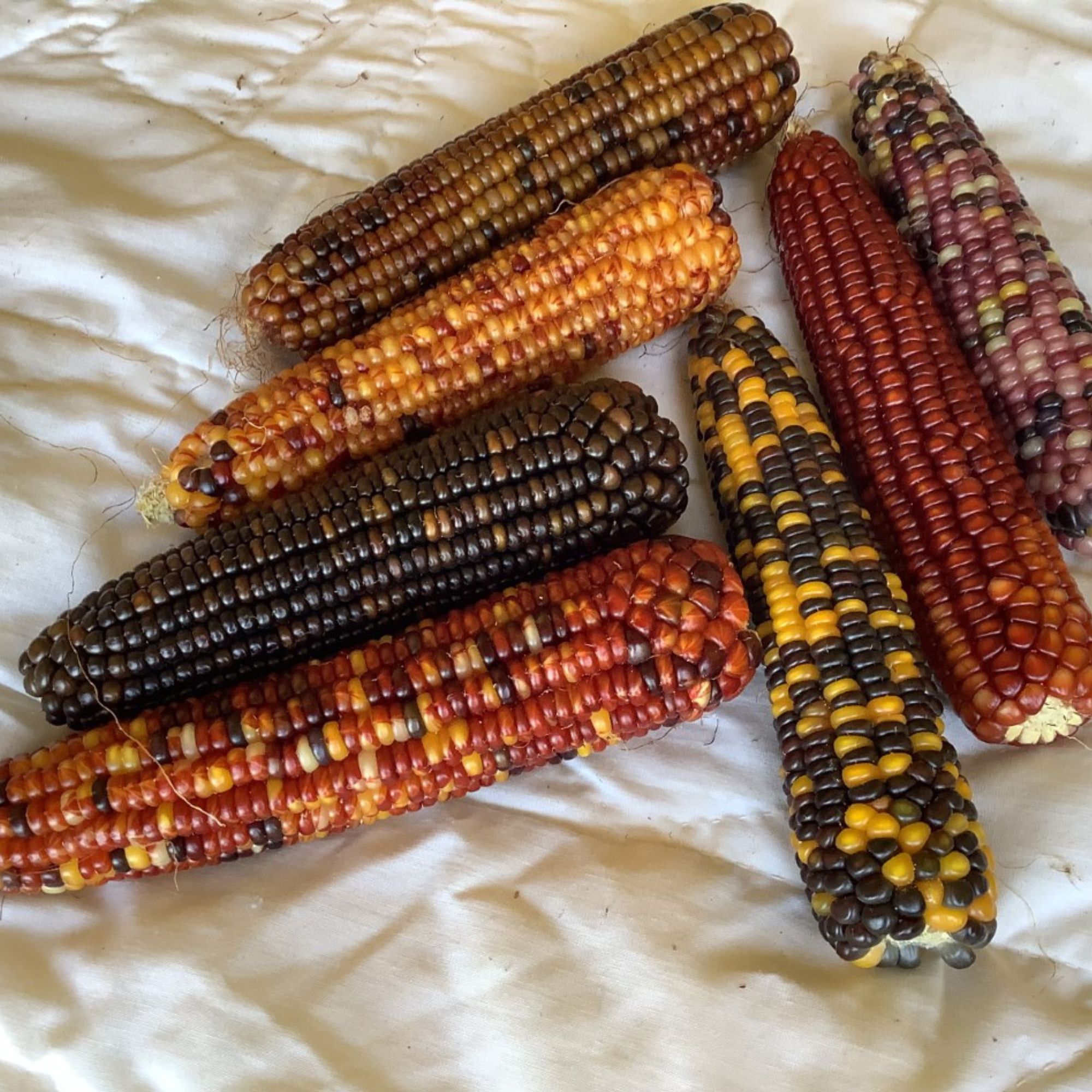 Calico Popcorn Corn Seeds - 4 oz - Buy Multicolored Non-GMO Open-Pollinated Heirloom Zea mays Farm and Garden Seed Online - Bulk