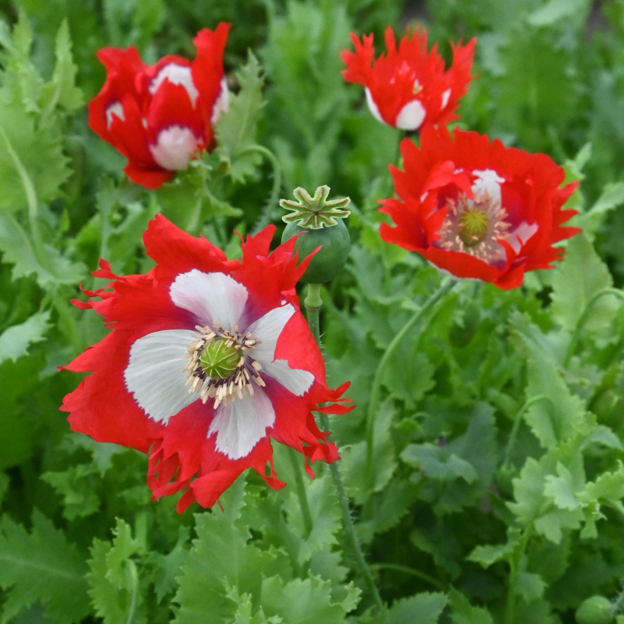 Danish Flag Poppy Seeds - 4 oz - Buy Non-GMO Heirloom Annual Papaver somniferum Farm and Garden Seed Online - Bulk Available - B