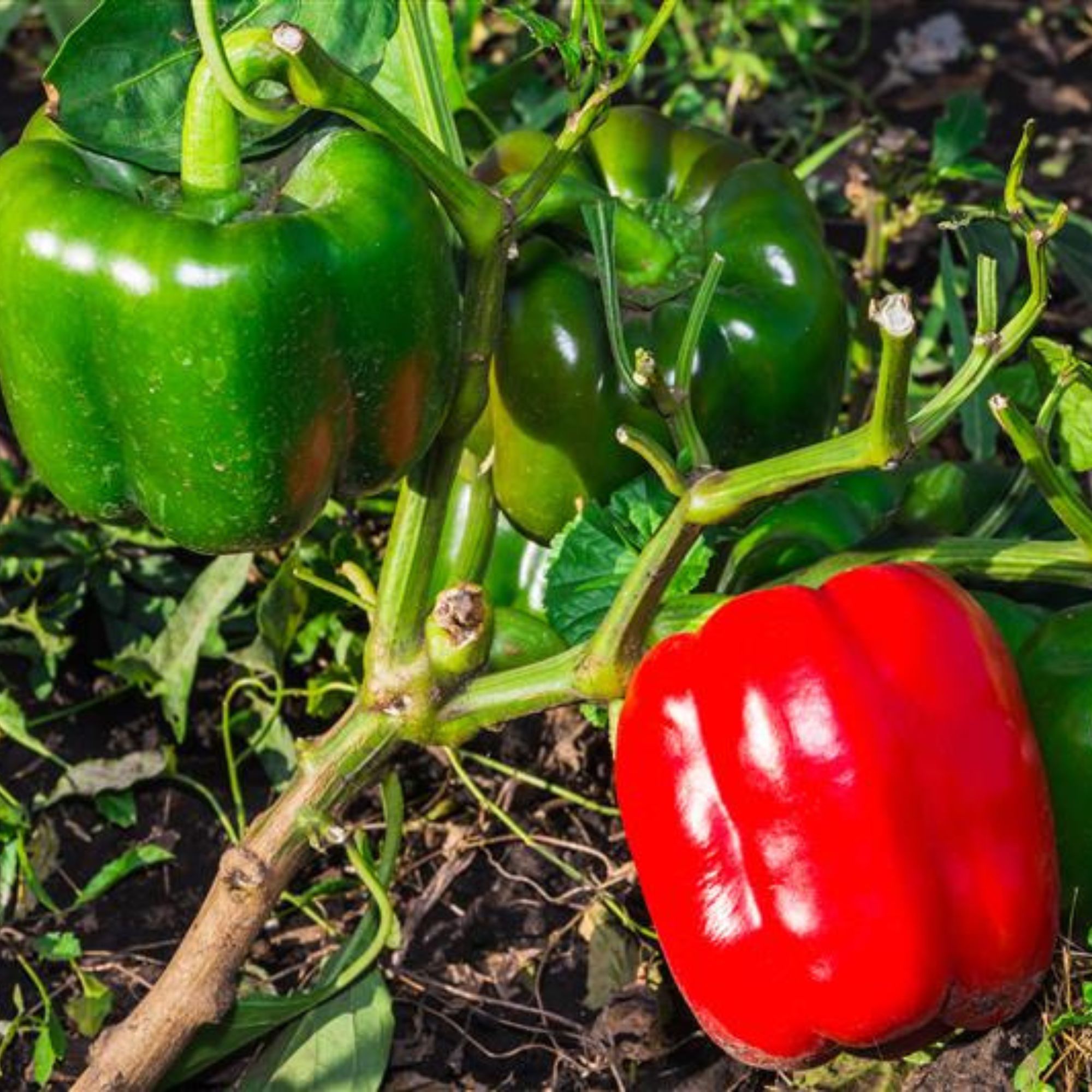Quadrato D Asti Rosso Pepper Seeds - Sweet - 1 oz - Buy Non-GMO Open-Pollinated Heirloom Capsicum annuum Seeds Online - Bulk Ava