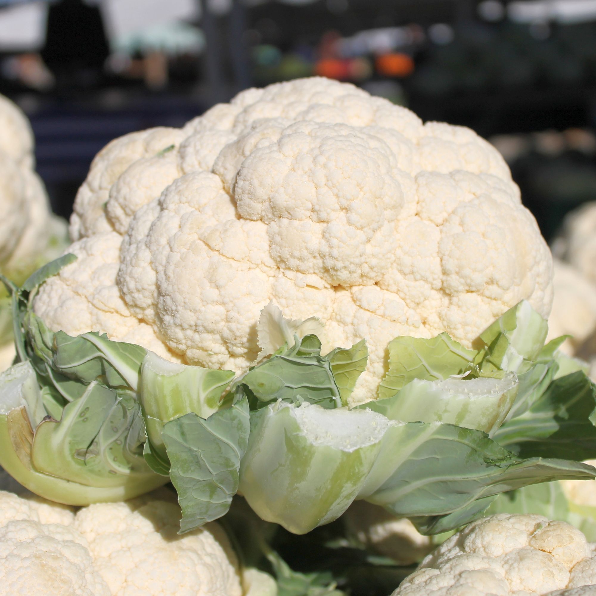 Snowball A Cauliflower Seeds - 1 lb - Buy Non-GMO Open-Pollinated Brassica oleracea Farm and Garden Seeds - Bulk Available