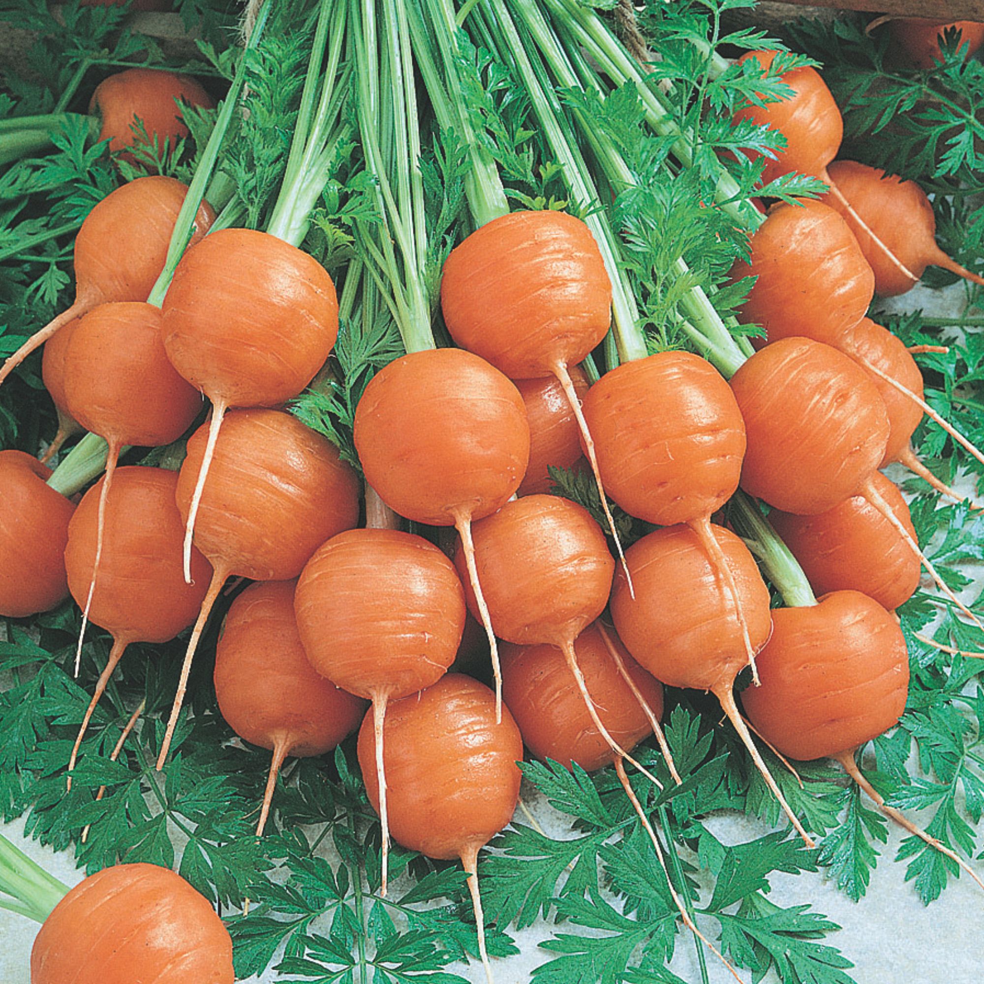 Thumbelina Carrot Seeds - 4 oz - Buy Non-GMO Open-Pollinated Heirloom Daucus carota var. sativus Farm and Garden Seeds - Bulk Av