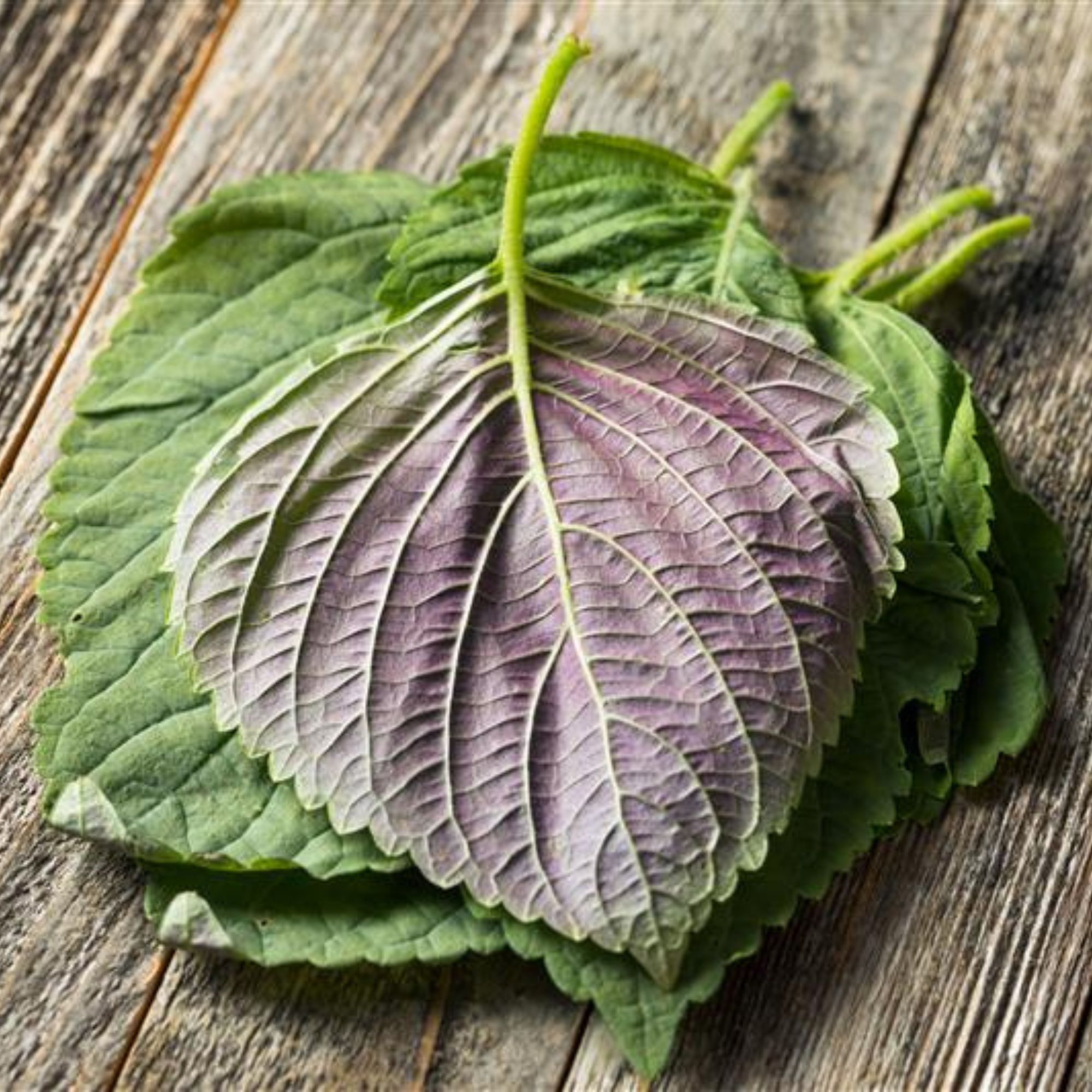 Organic Bicolor Shiso Seeds - 0.25 oz ~2,750 Seeds - Buy Non-GMO Open-Pollinated Perilla frutescens Farm and Garden Herb Seeds -