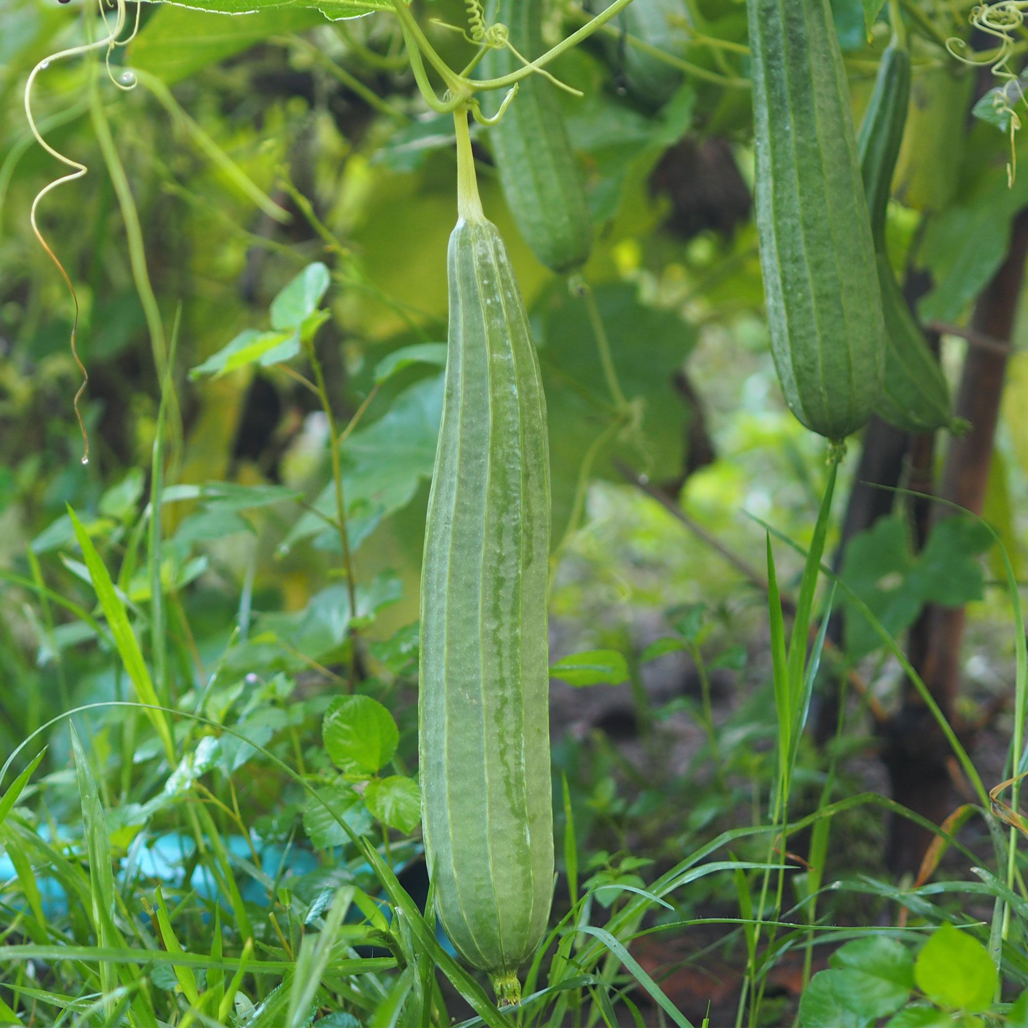 Gourd - Luffa Angled - Chinese Okra - Buy Non-GMO Luffa acutangula Farm & Gardening Seeds Online - Kitazawa - Asian Garden - Hig
