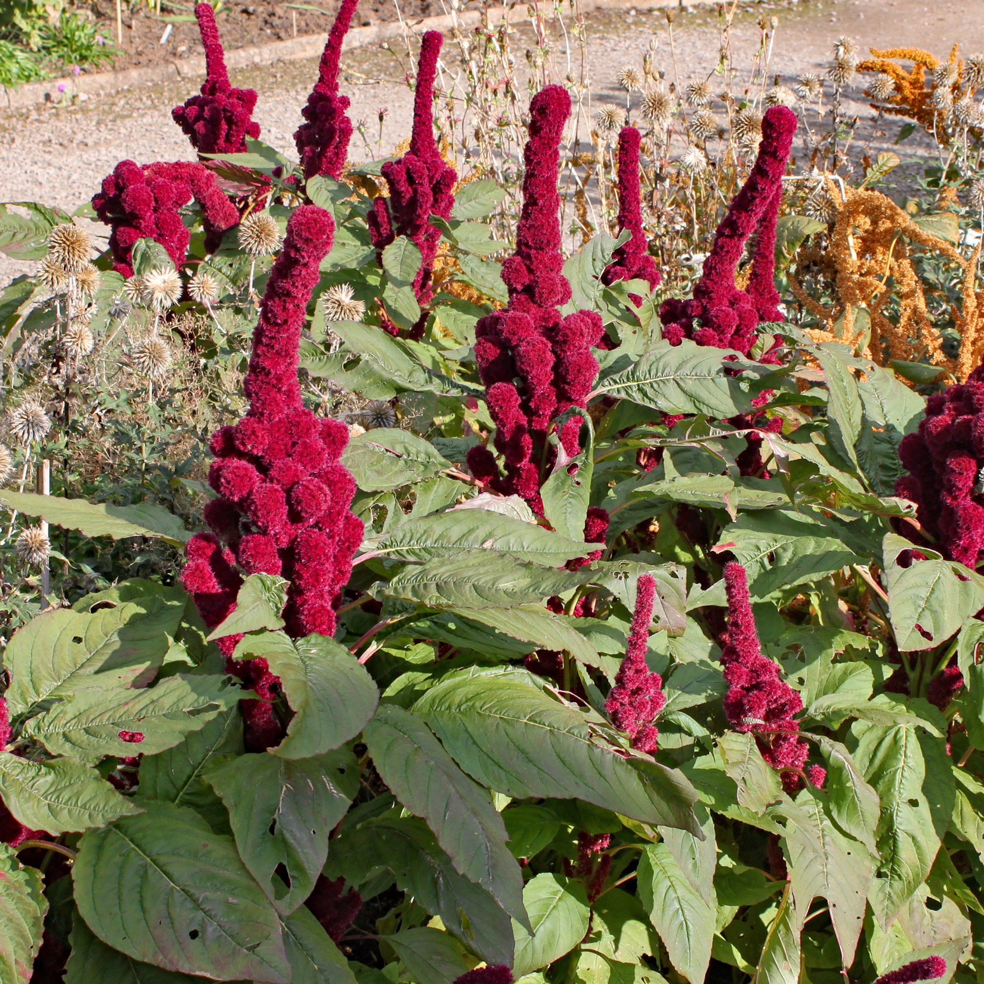 Amaranth Seeds - Elephant Head - 1 Oz ~15,000 - Garden Flower For Planting - Buy Non-GMO, Annual, Heirloom, Edible Leaves - Amar