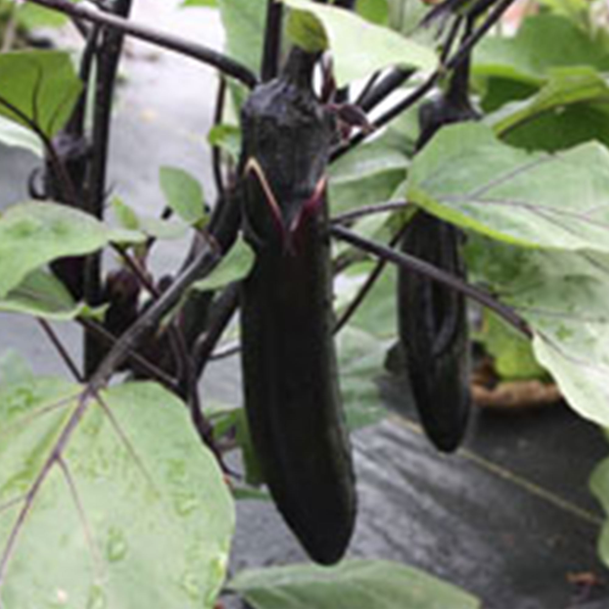 Eggplant Seeds for Planting - Millionaire Purple F1 Hybrid - 100 Seeds - Non-GMO Purple Eggplant Seeds