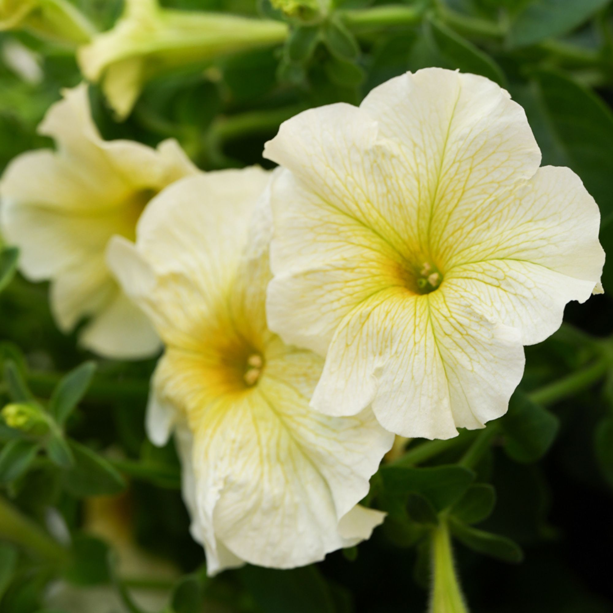 Seeds: Petunia - Prism Sunshine Flower Garden - Pelleted - Annual - Buy Non-GMO Petunia x hybrida Farm & Gardening Seeds Online