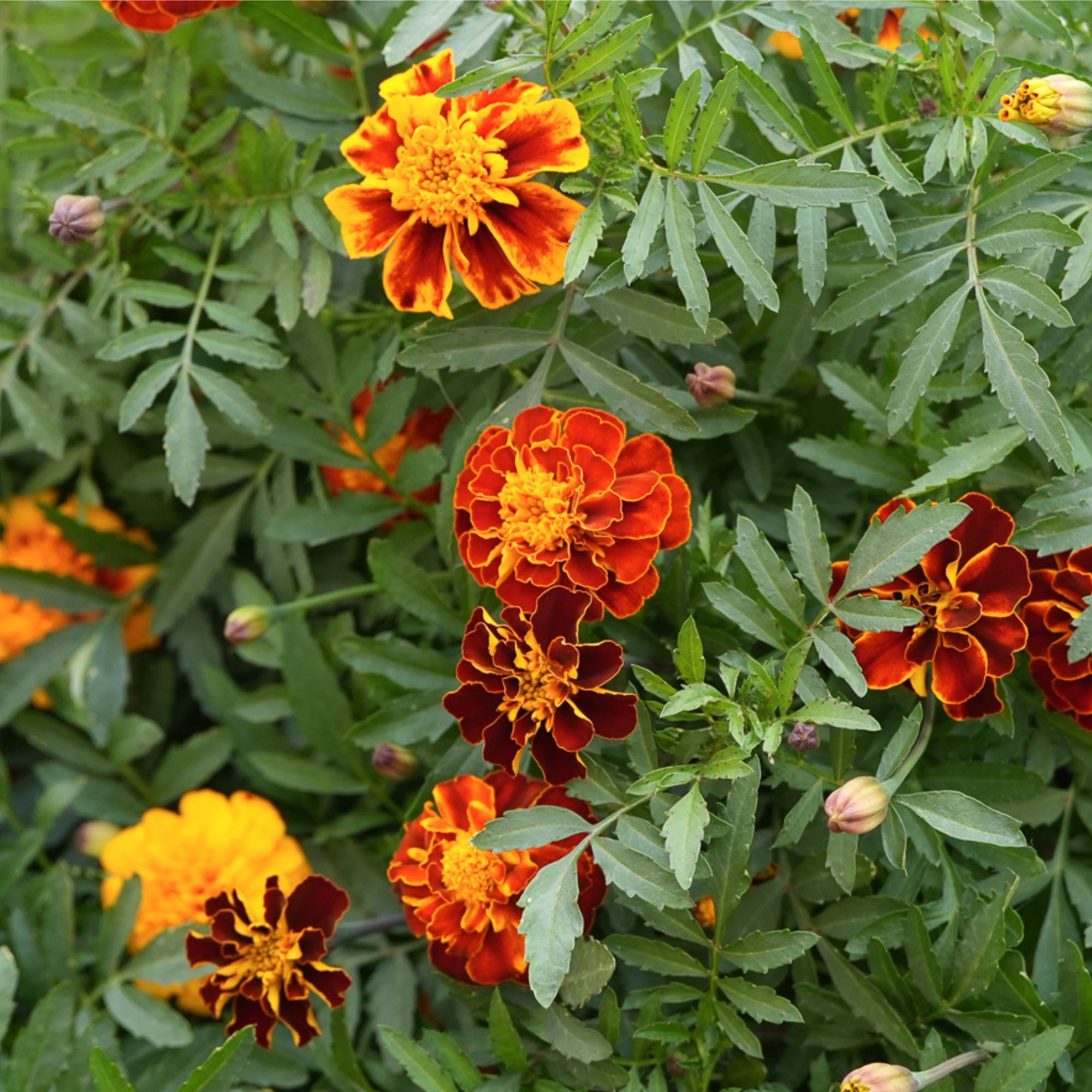 Organic Sparky Marigold Seeds - 0.25 Oz - Flower Gardening - Garden - Buy Non-GMO Tagetes erecta Farm & Gardening Seeds Online