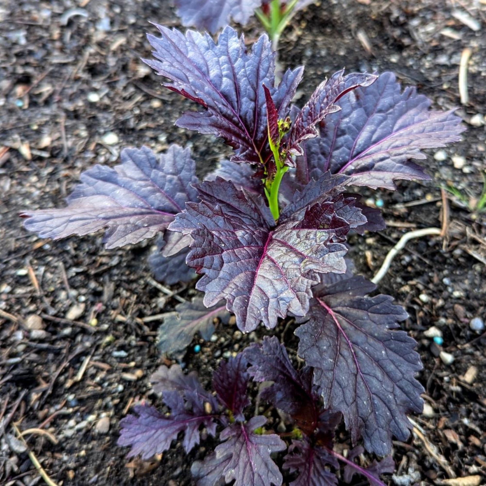Mustard Seeds - Crimson Red - Hybrid -2 g Packet ~500 Seeds - Non-GMO, F1 Hybrid - Vegetable Garden & Microgreens