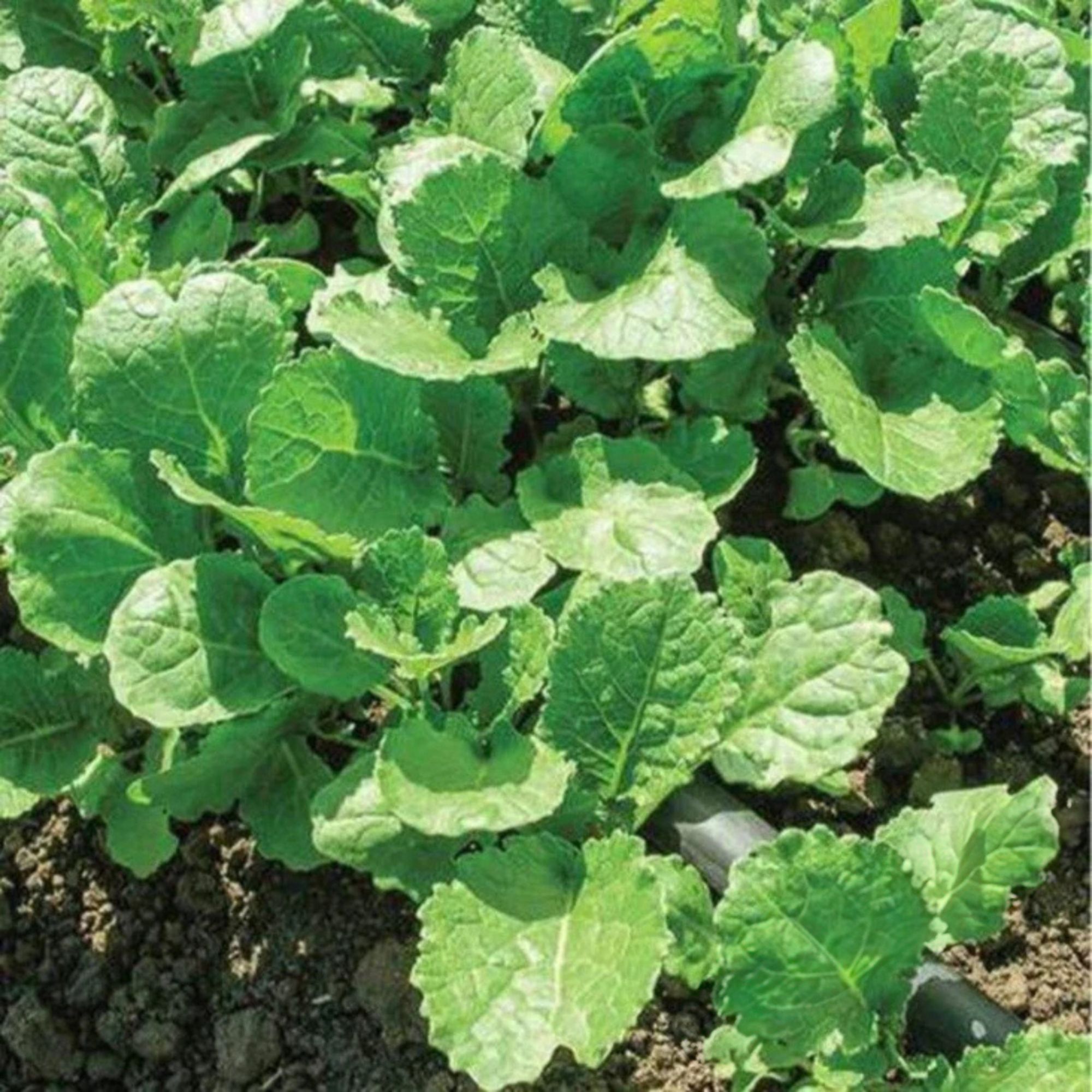 Kale Seeds - Ethopian -1 Oz ~8500 Seeds - Non-GMO, Heirloom - Vegetable Garden & Microgreens