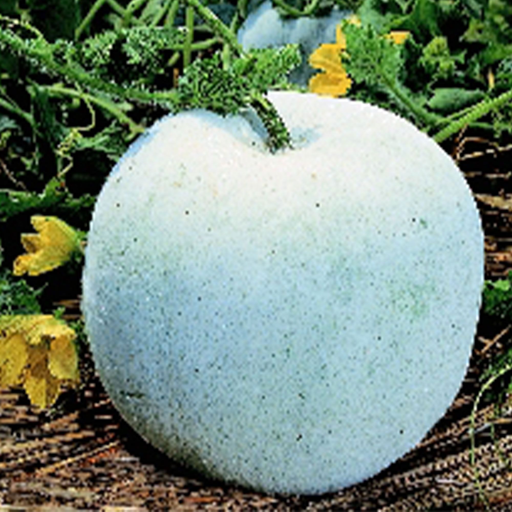 Gourd Seeds, Wax - Winter Melon Round -5 Lb Bulk ~36000 Seeds - Non-GMO, Heirloom - Asian Garden Vegetable