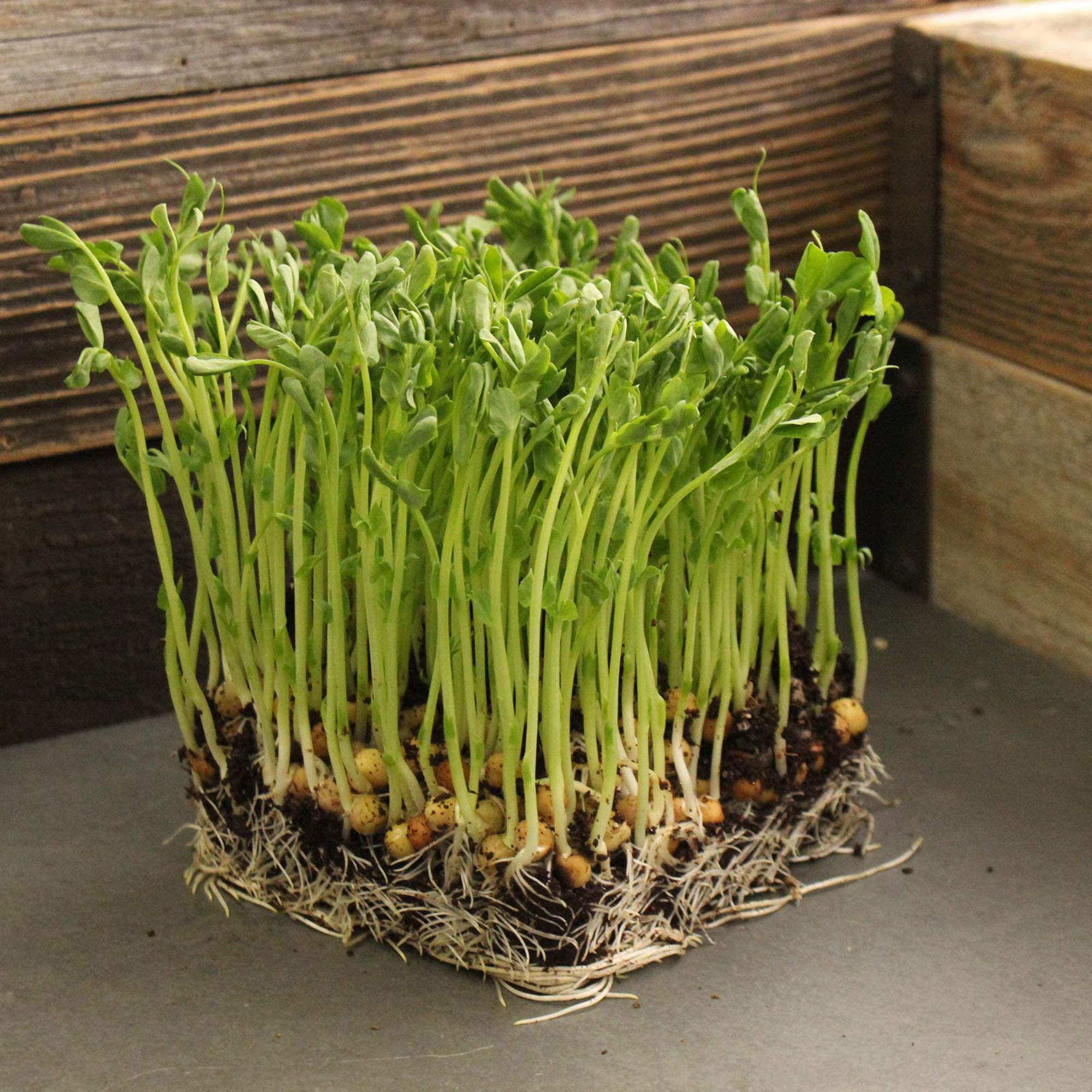 Dwarf Sugar Grey Snow Pea - 25 g Packet ~75 Seeds - Non-GMO Garden - Buy Non-GMO Pisum sativum Farm & Gardening Seeds Online