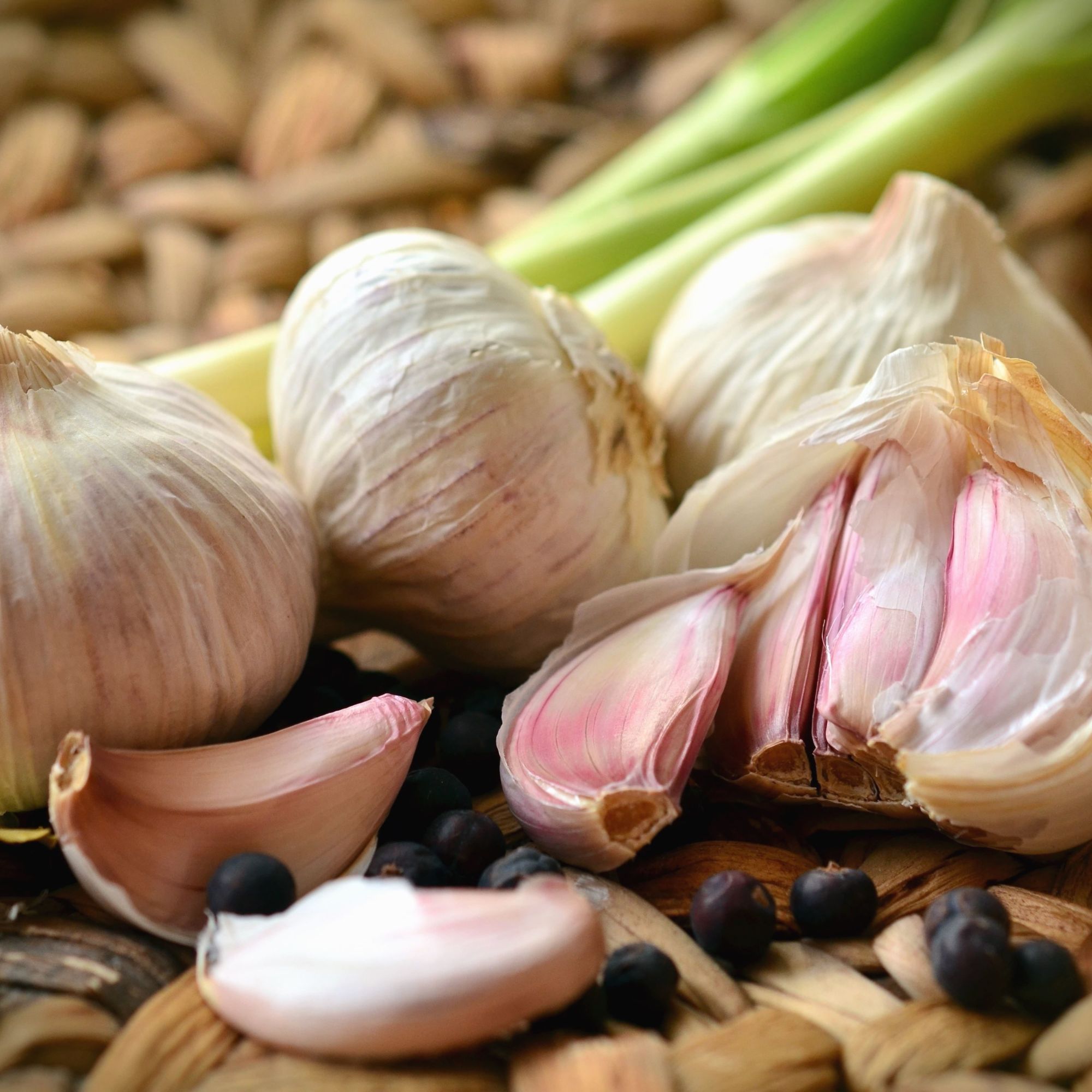 Mennonite Garlic Bulbs - Hardneck - Fall - 3 pack - Buy Non-GMO Allium sativum var. ophioscorodon Farm & Gardening Bulbs Online 