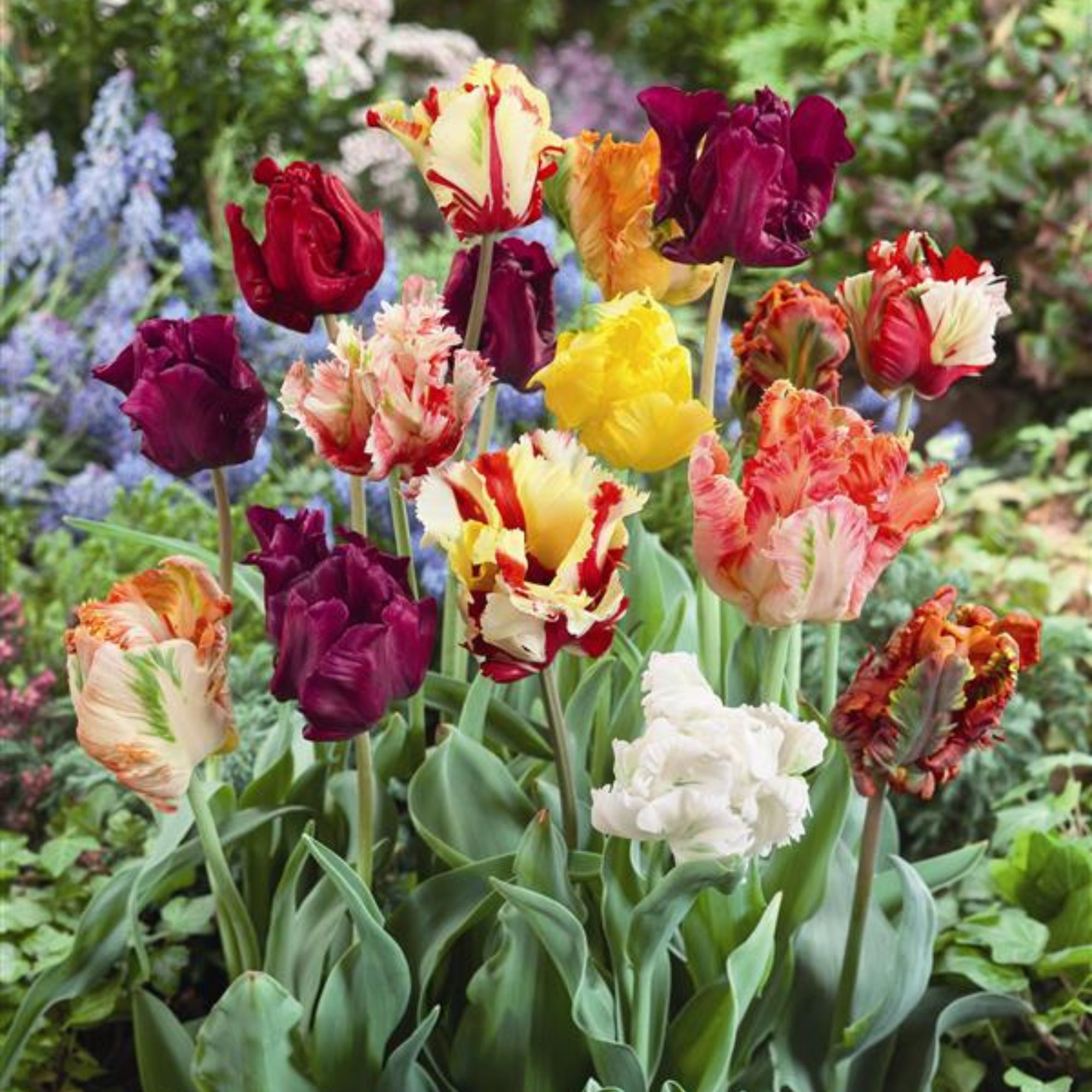 Tulip Bulbs - Parrot - Fall - Flower - 10 Pack - Buy Non-GMO Tulipa gesneriana Farm & Gardening Bulbs Online - Best Bulb Supplie