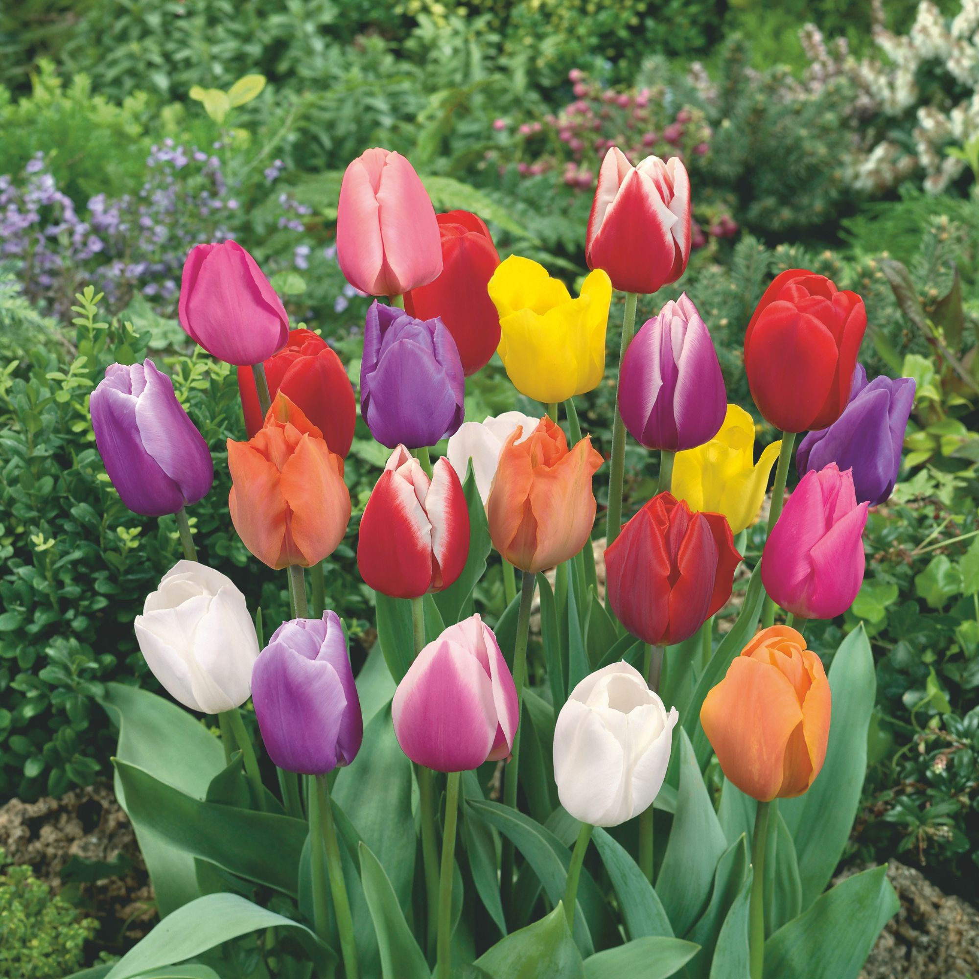 Tulip Bulbs - Triumph - Fall - Flower - 10 Bulbs - Buy Non-GMO Tulipa gesneriana Farm & Gardening Bulbs Online - Best Bulb Suppl