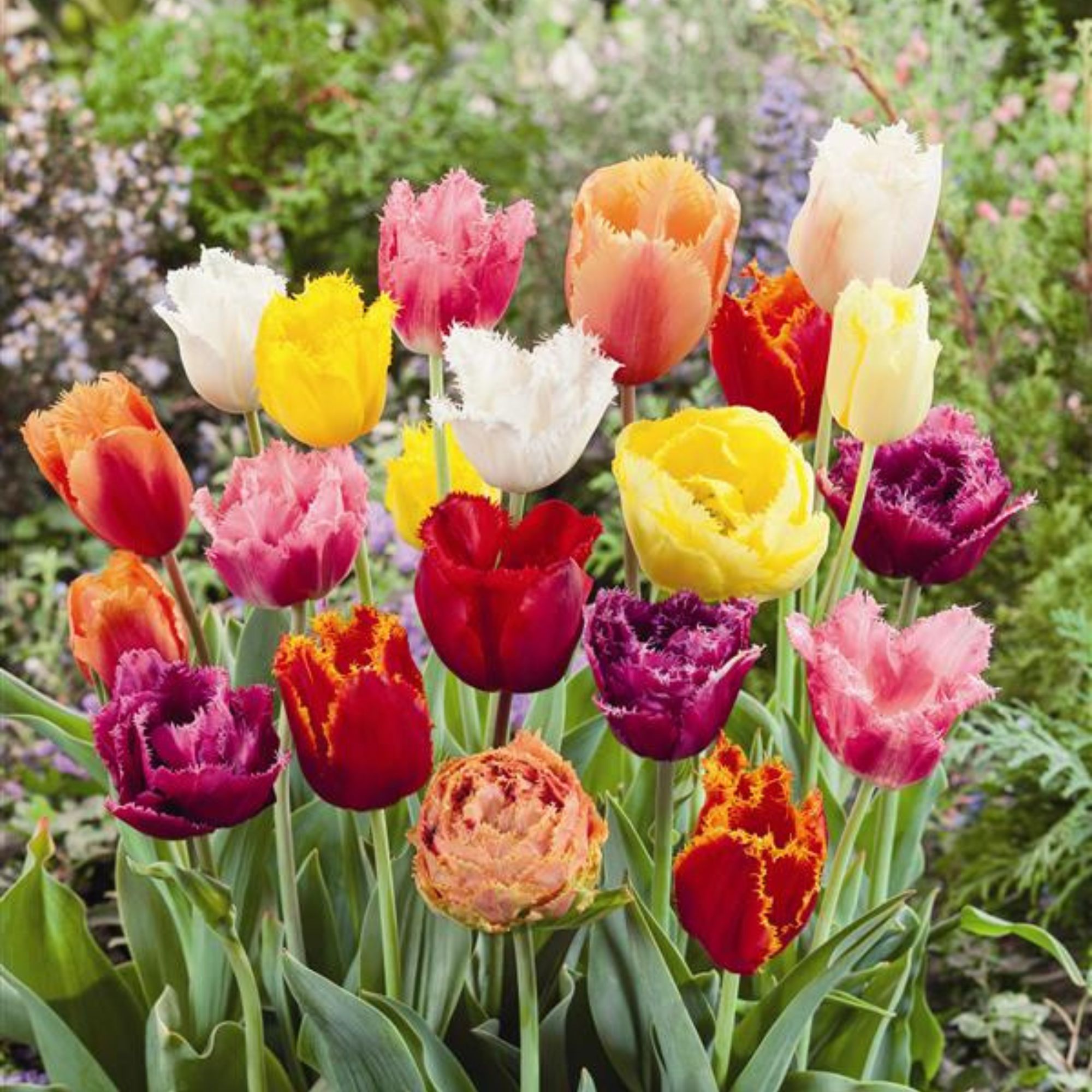 Tulip Bulbs - Fringed - Fall - Flower - 10 Bulbs - Buy Non-GMO Tulipa gesneriana Farm & Gardening Bulbs Online - Best Bulb Suppl