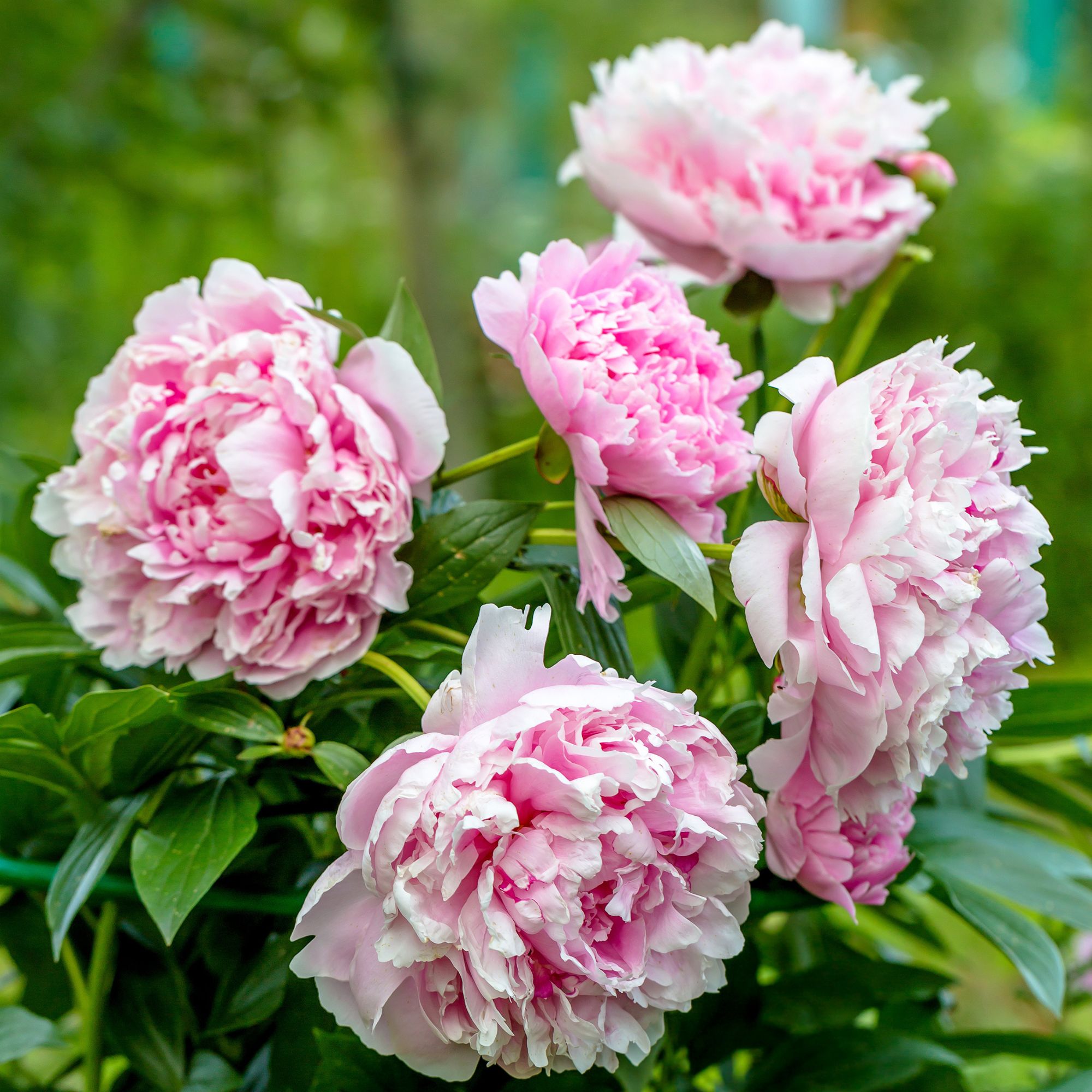 Peony Bulbs - Sarah Bernhardt - Fall - Flower - 3 Bulb - Buy Non-GMO Peony lactiflora Farm & Gardening Bulbs Online - Roots- Sum