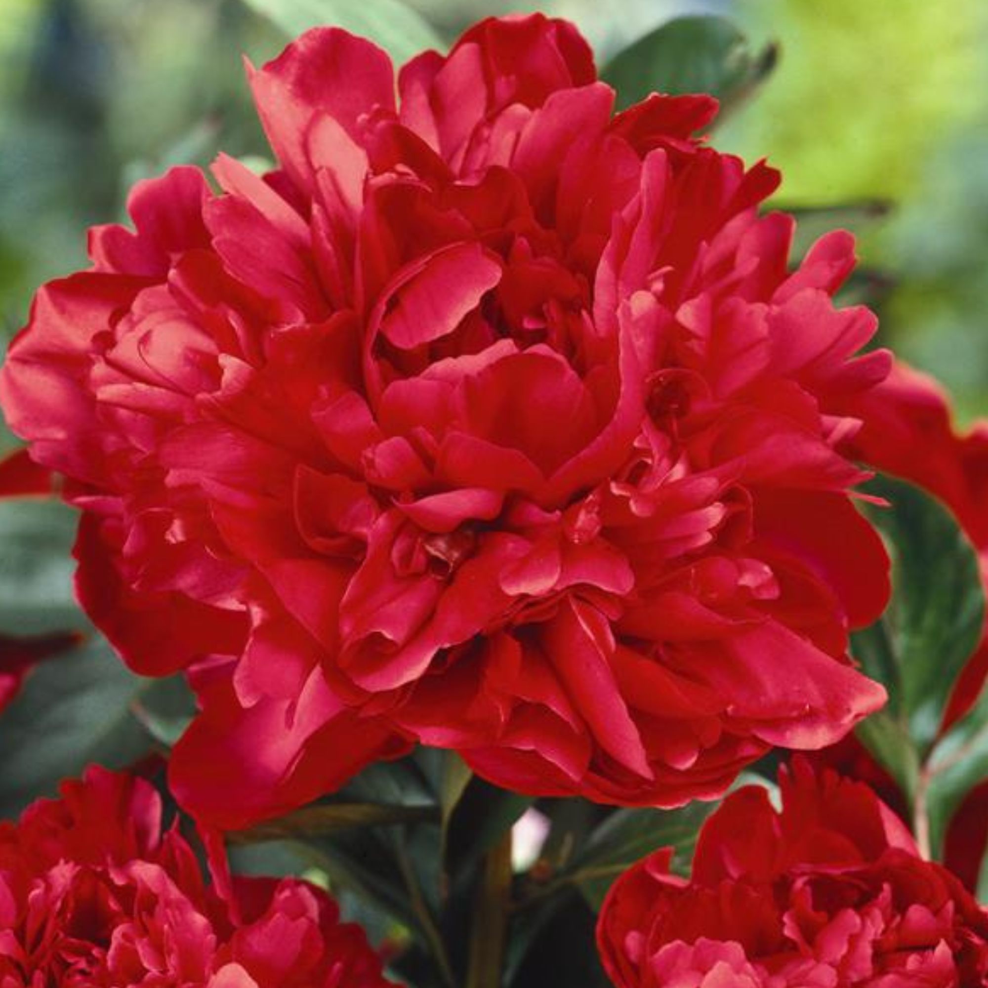 Peony Bulbs - Karl Rosenfield - Fall - Flower - 3 Bulb - Buy Non-GMO Peony lactiflora Farm & Gardening Bulbs Online - Roots- Sum