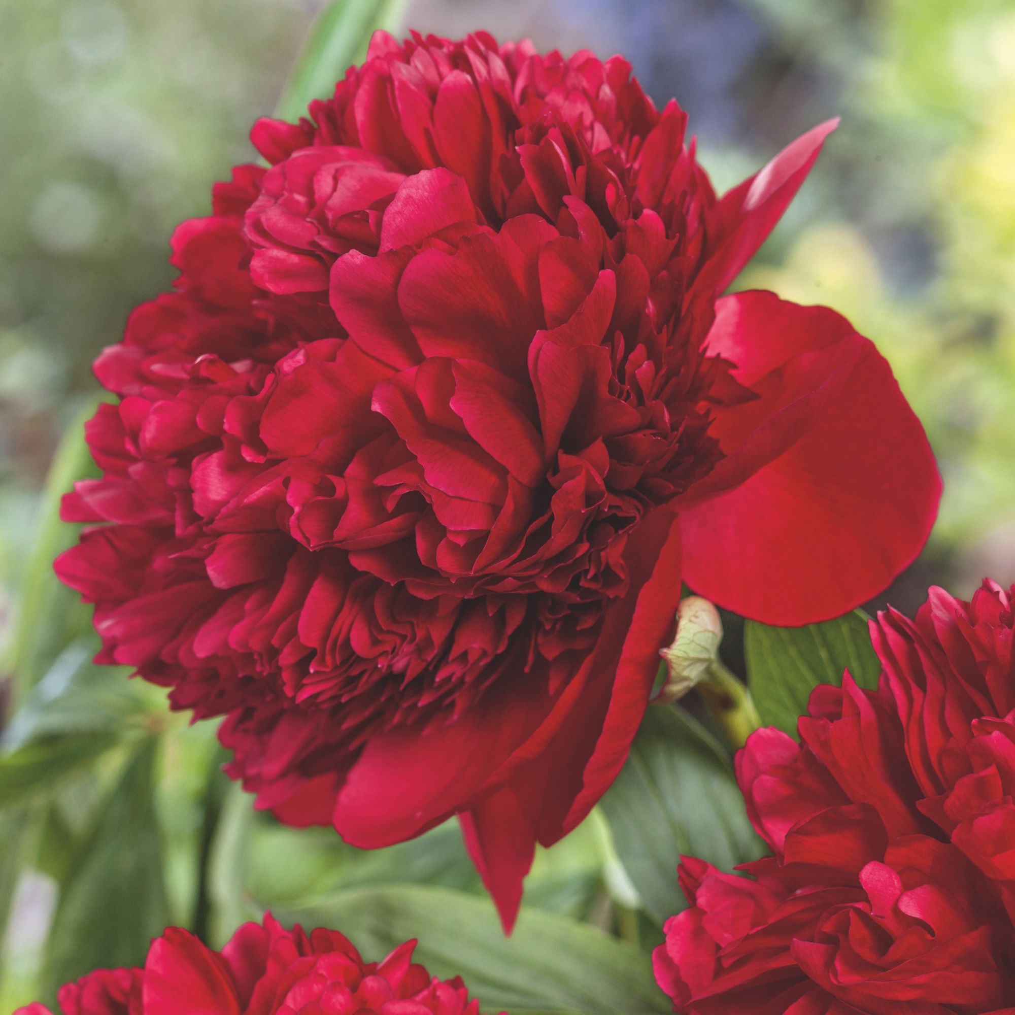 Peony Bulbs - Red Charm - Fall - Flower - 3 Bulb - Buy Non-GMO Peony lactiflora Farm & Gardening Bulbs Online - Roots- Summer Ha
