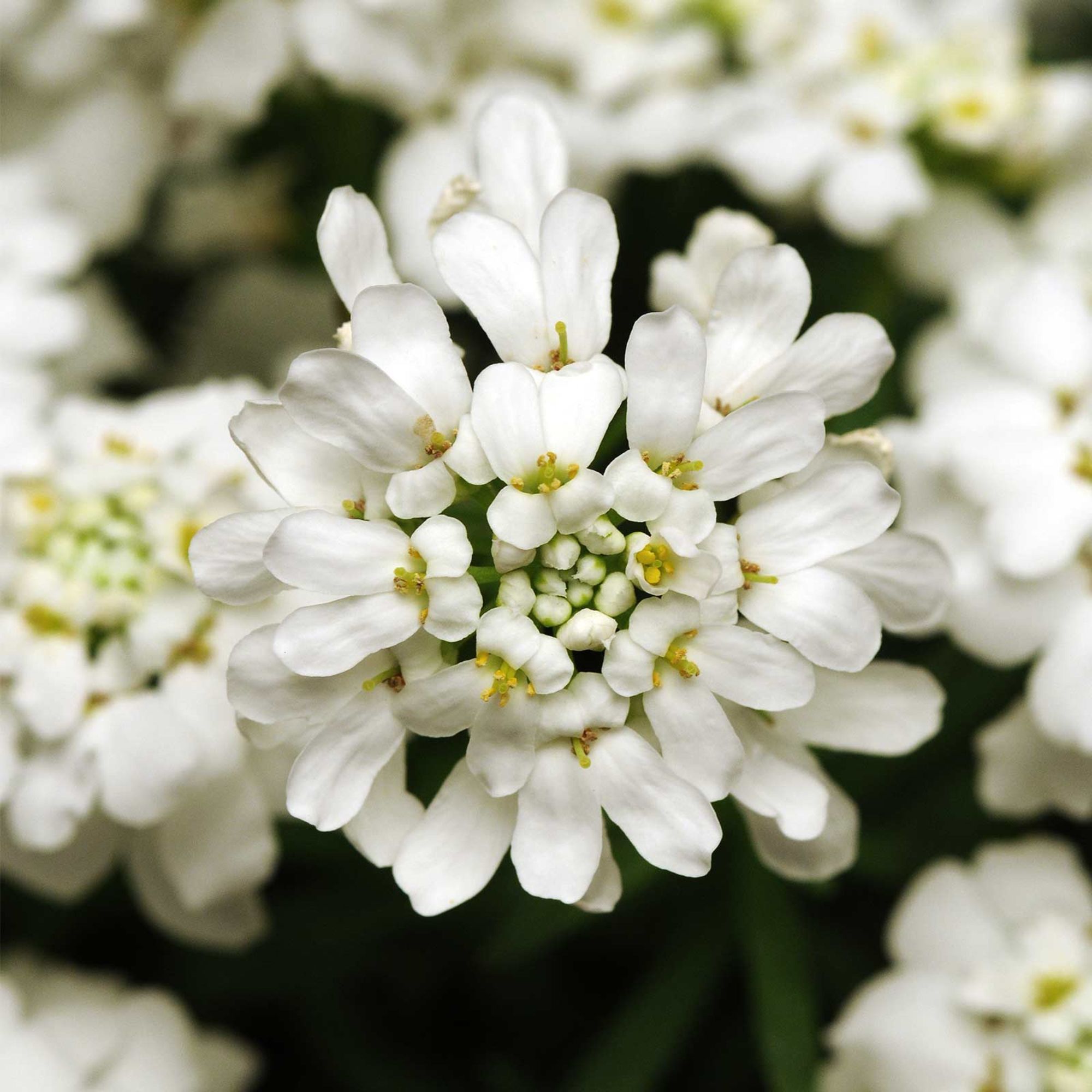 Seeds: Candytuft Iberis Flower Garden - Whiteout - 100 Seed- Perennial - Buy Non-GMO Iberis sempervirens Farm & Gardening Seeds 